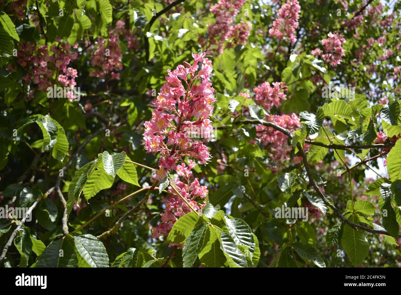 Comune rosso castagno albero continentale europea fogliame Foto Stock