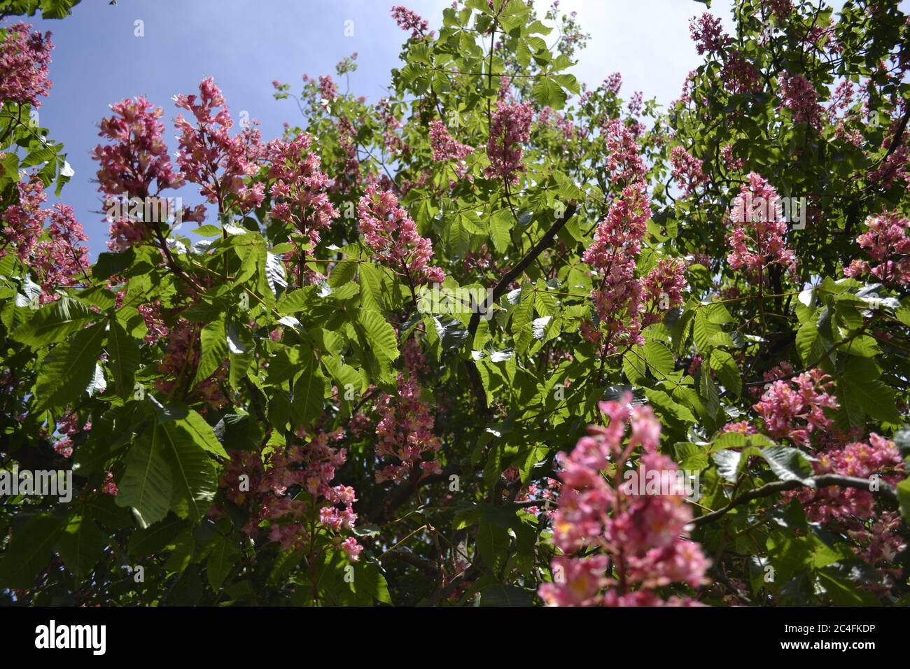 Comune rosso castagno albero continentale europea fogliame Foto Stock