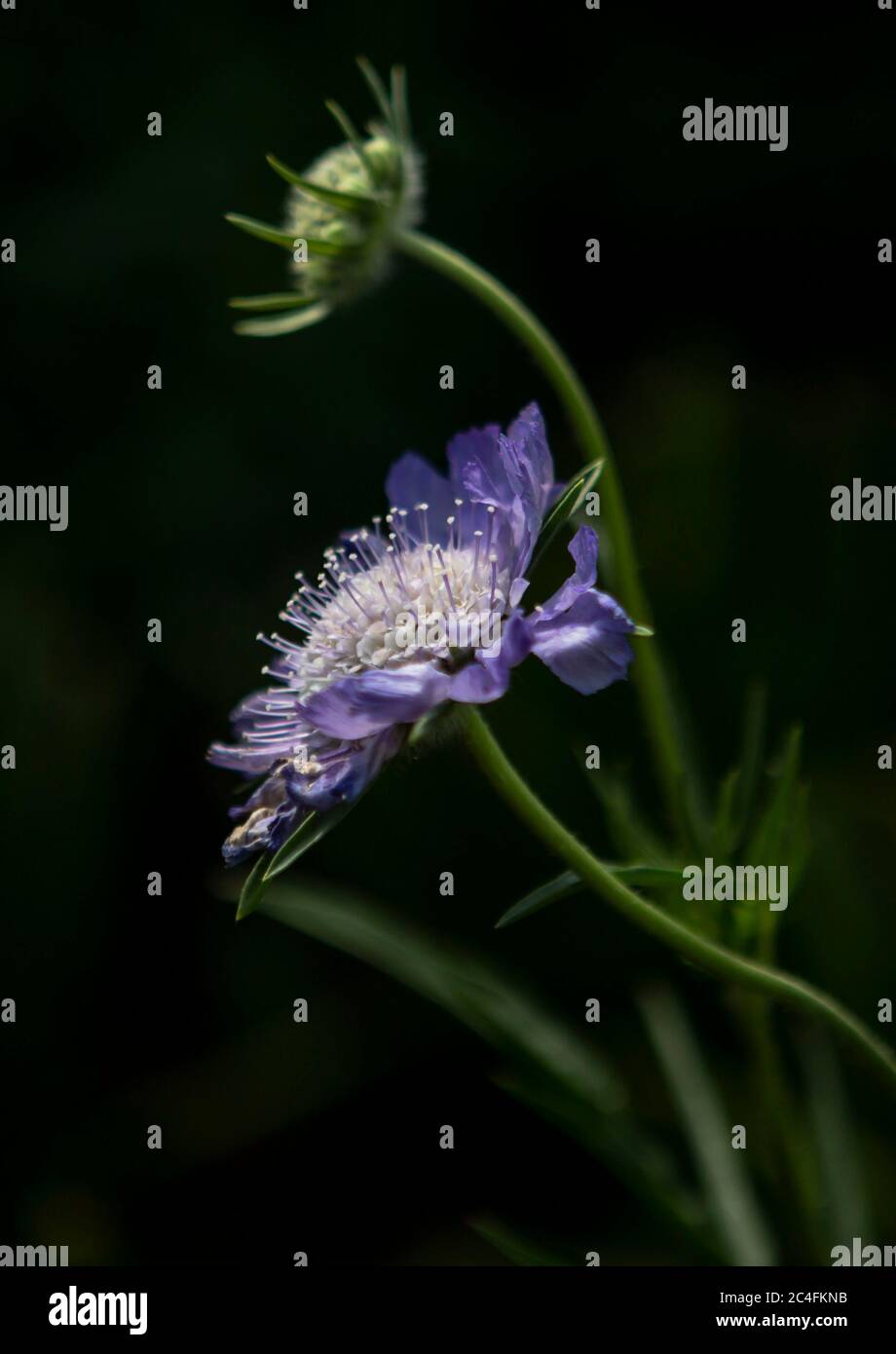 Primo piano dettaglio di fiore viola con sfondo nero Foto Stock