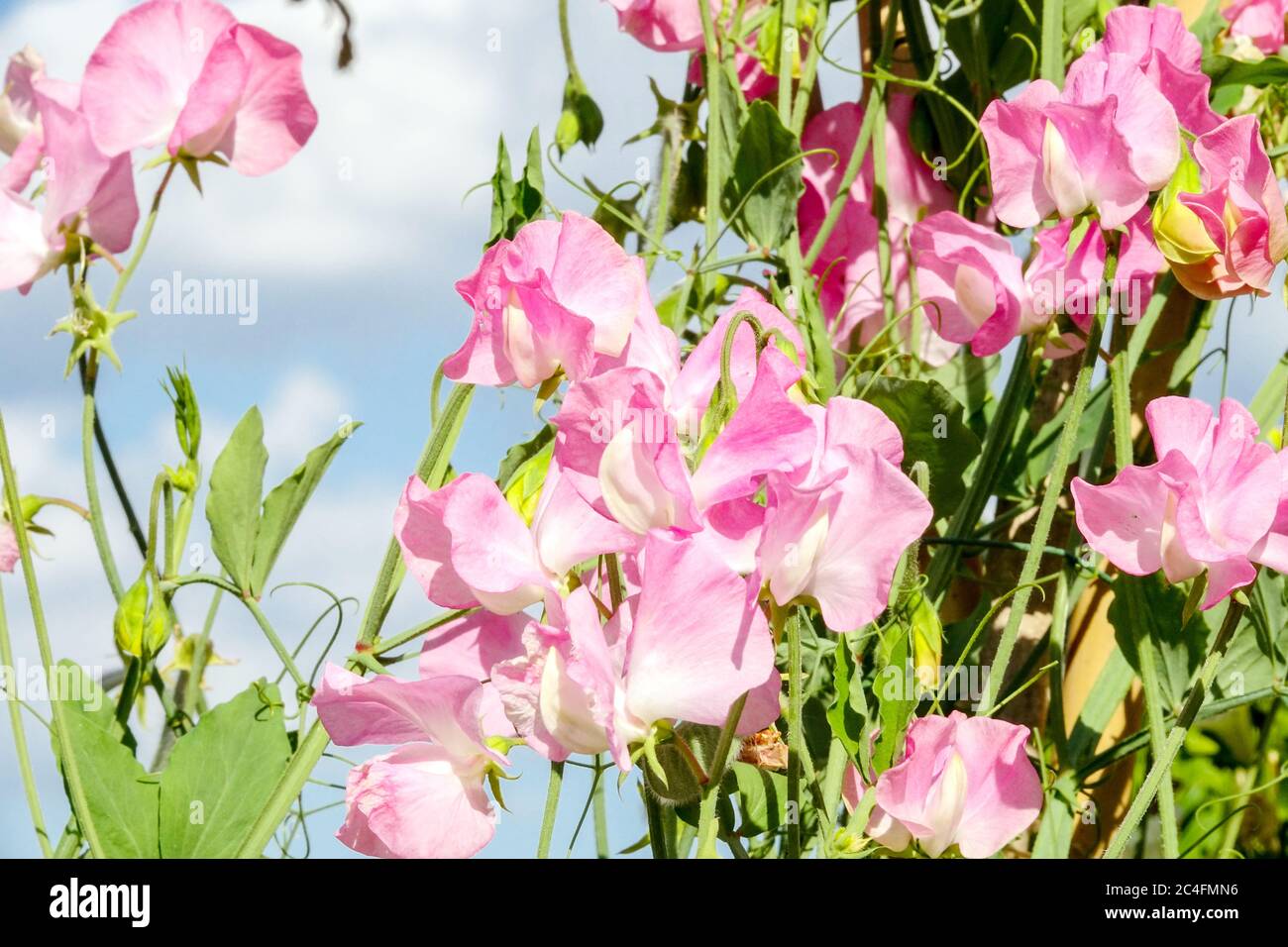 Lathyrus odoratus 'Gwendoline' Pea rosa dolce Foto Stock