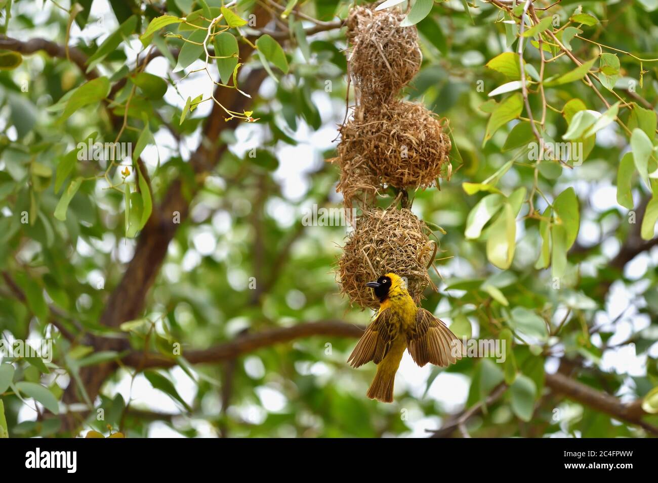 Sud giallo Masked Weaver uccello costruire un nido, Namibia, Africa Foto Stock