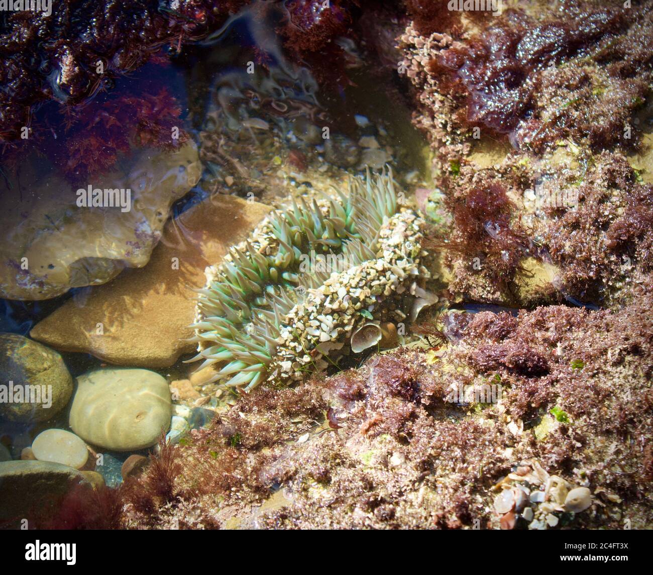 anemone di mare in una piscina di marea Foto Stock