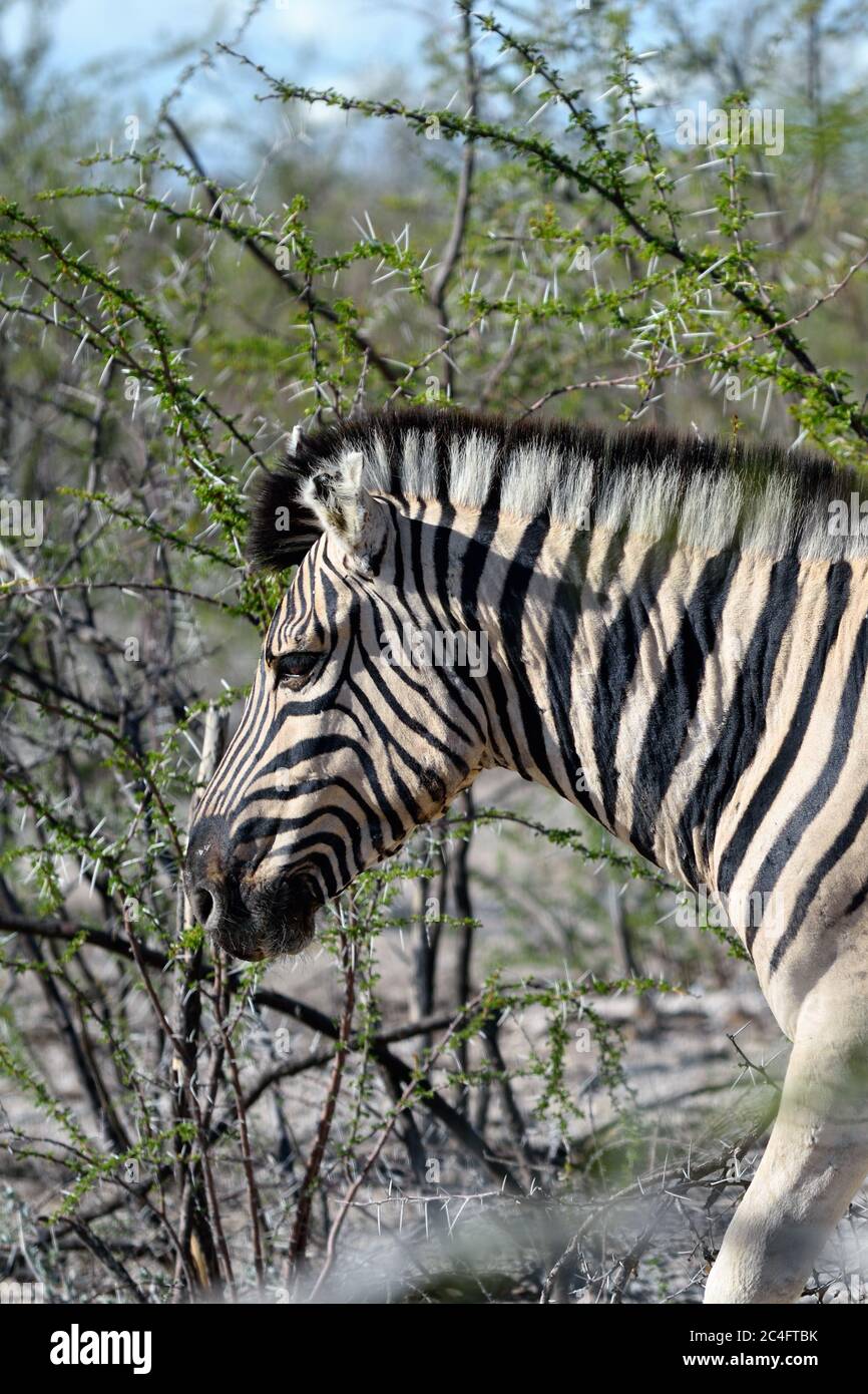 Damara zebra, Equus burchelli, Parco Nazionale Etosha, Namibia Foto Stock