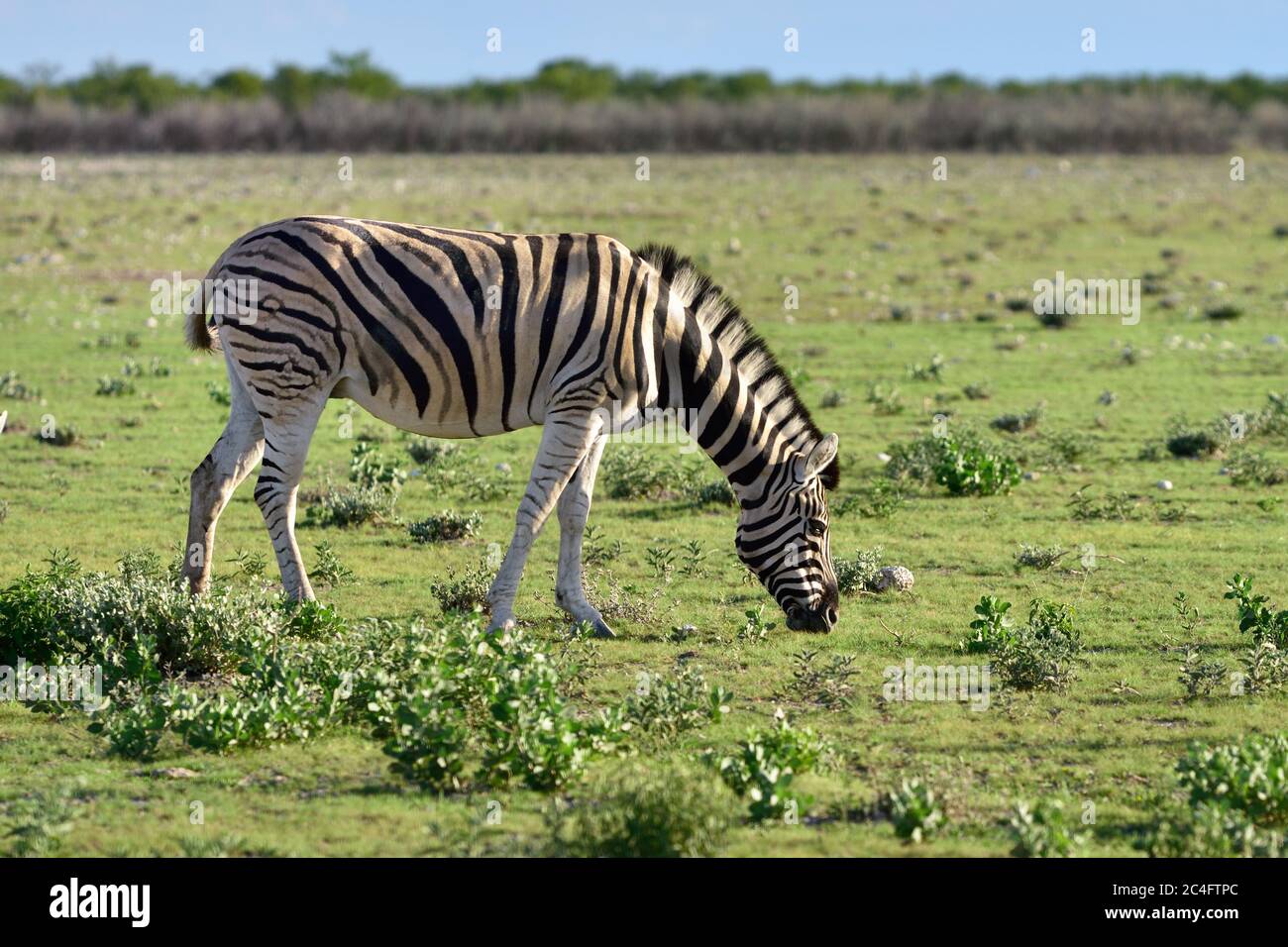 Damara zebra, Equus burchelli, Parco Nazionale Etosha, Namibia Foto Stock