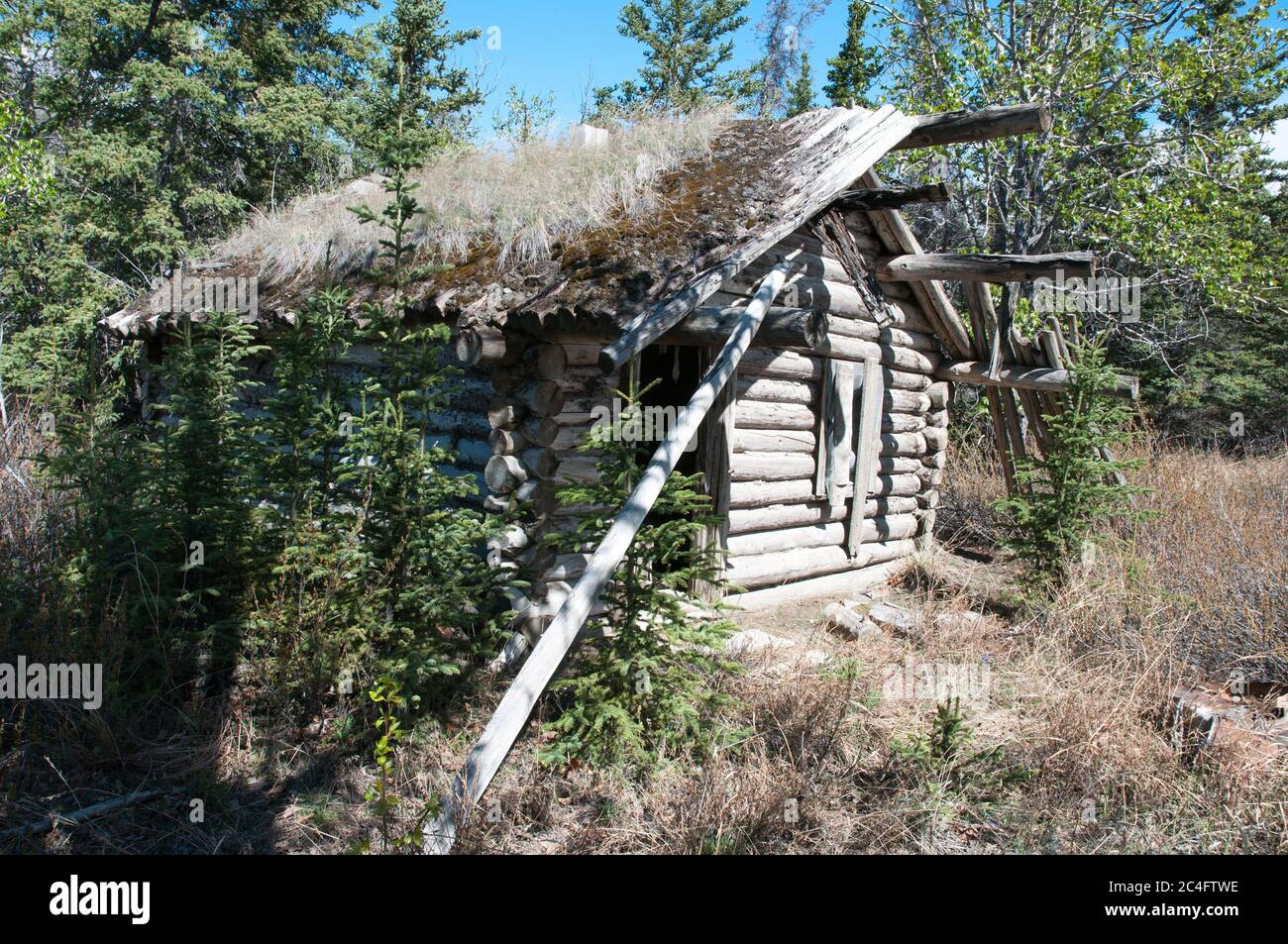 Una storica cabina abbandonata di legno di prospettore di epoca di Klondike Gold Rush nel Parco Nazionale di Kluane, territorio di Yukon, Canada. Foto Stock