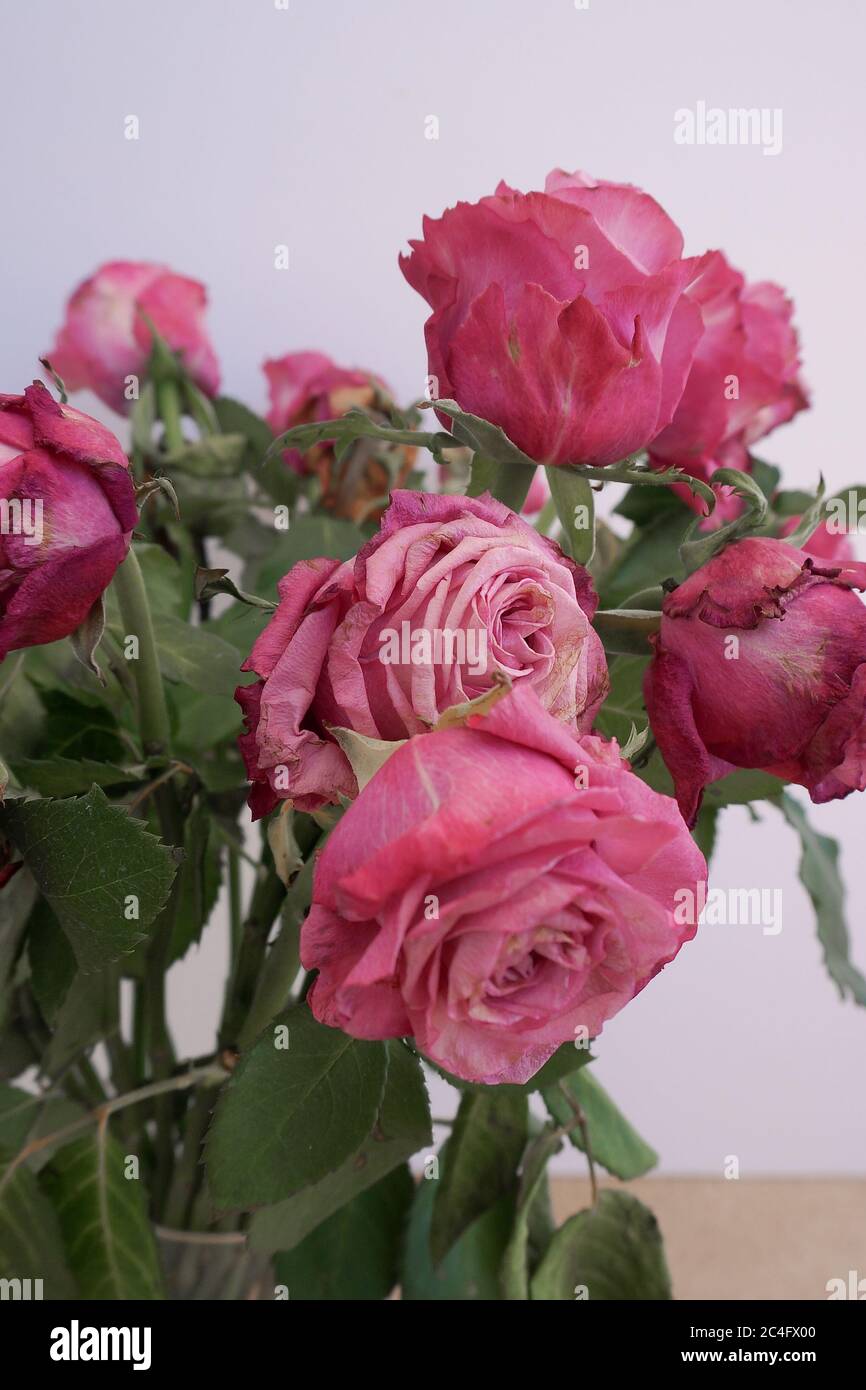 Fiori rosa rosa appassito secco bouquet primo piano, tintura estetica concetto, fiorista decorazione tecnica Foto Stock