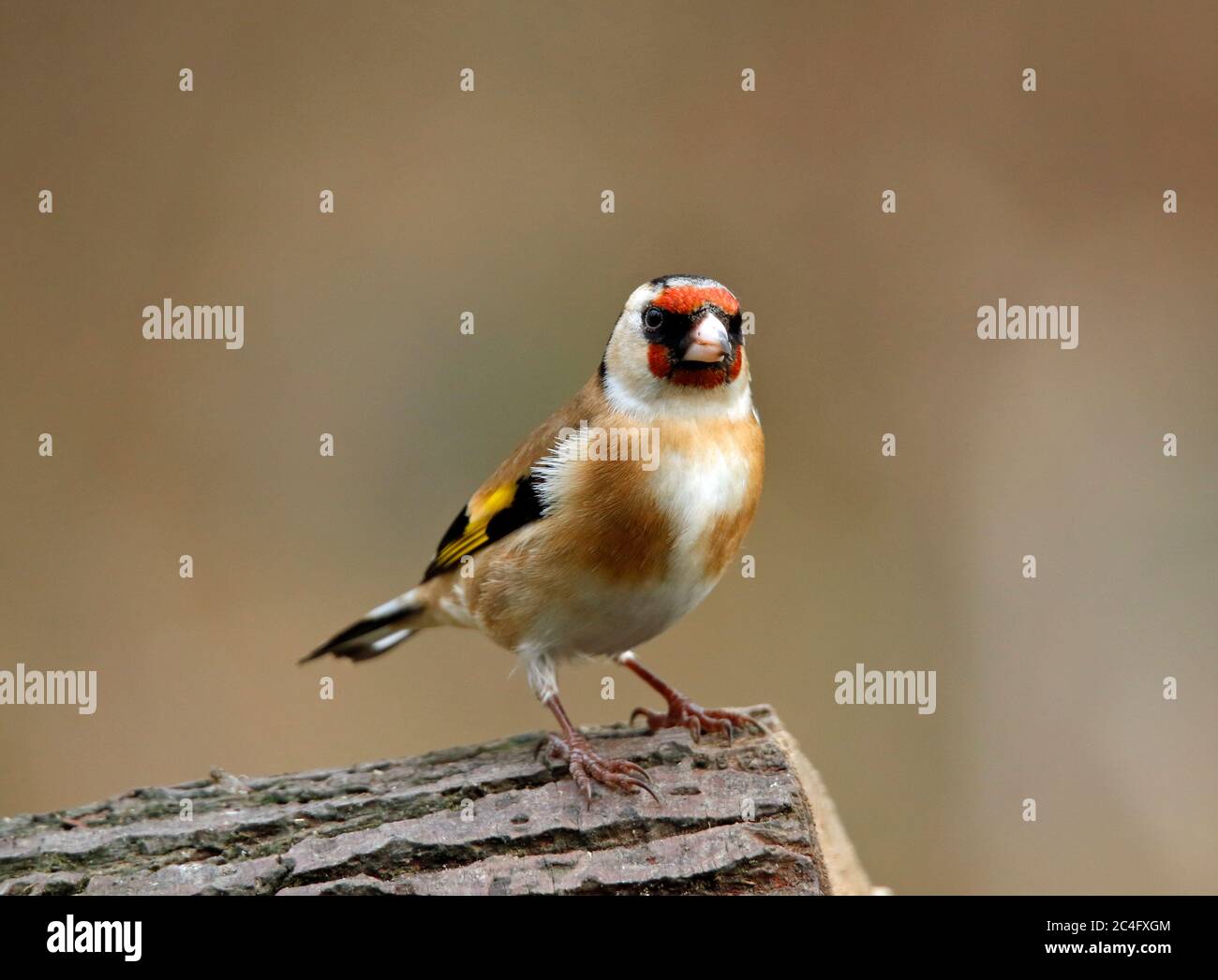 Goldfinch arroccato nei boschi Foto Stock