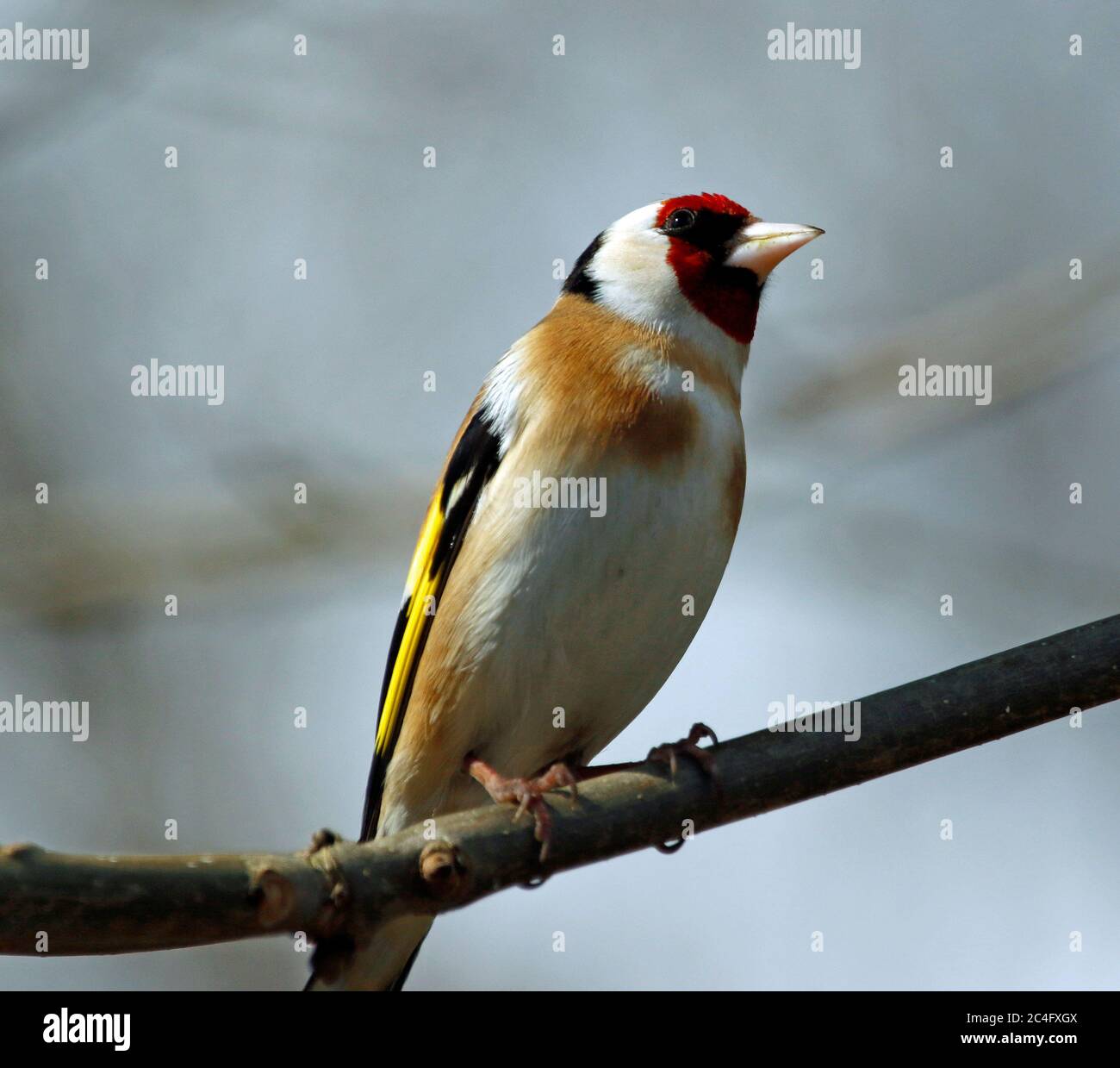 Goldfinch arroccato nei boschi Foto Stock