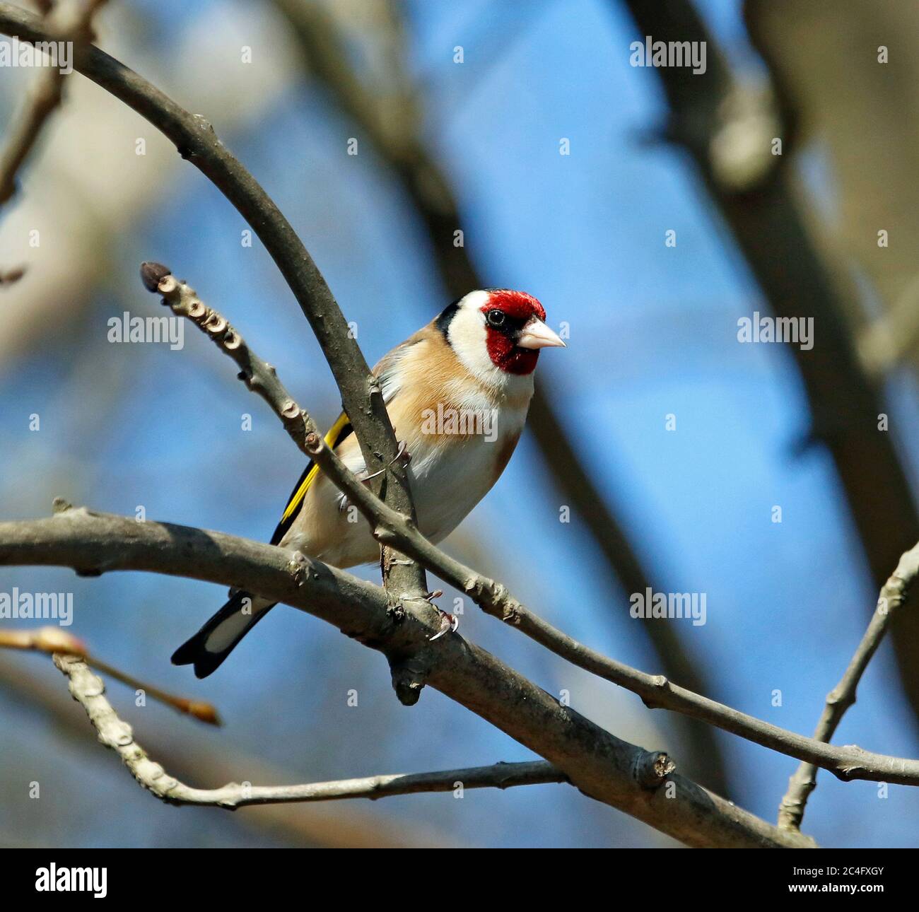 Goldfinch arroccato nei boschi Foto Stock
