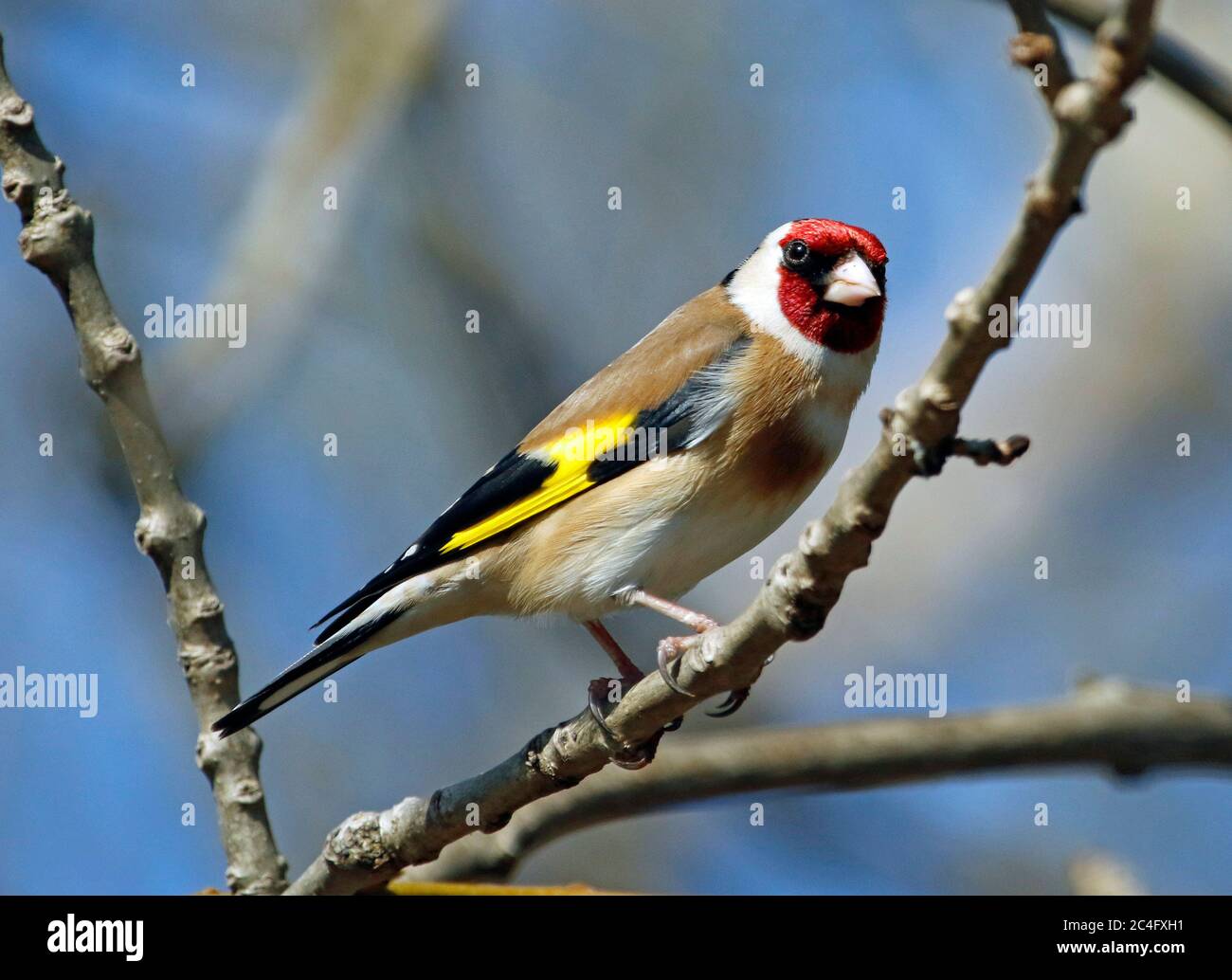 Goldfinch arroccato nei boschi Foto Stock