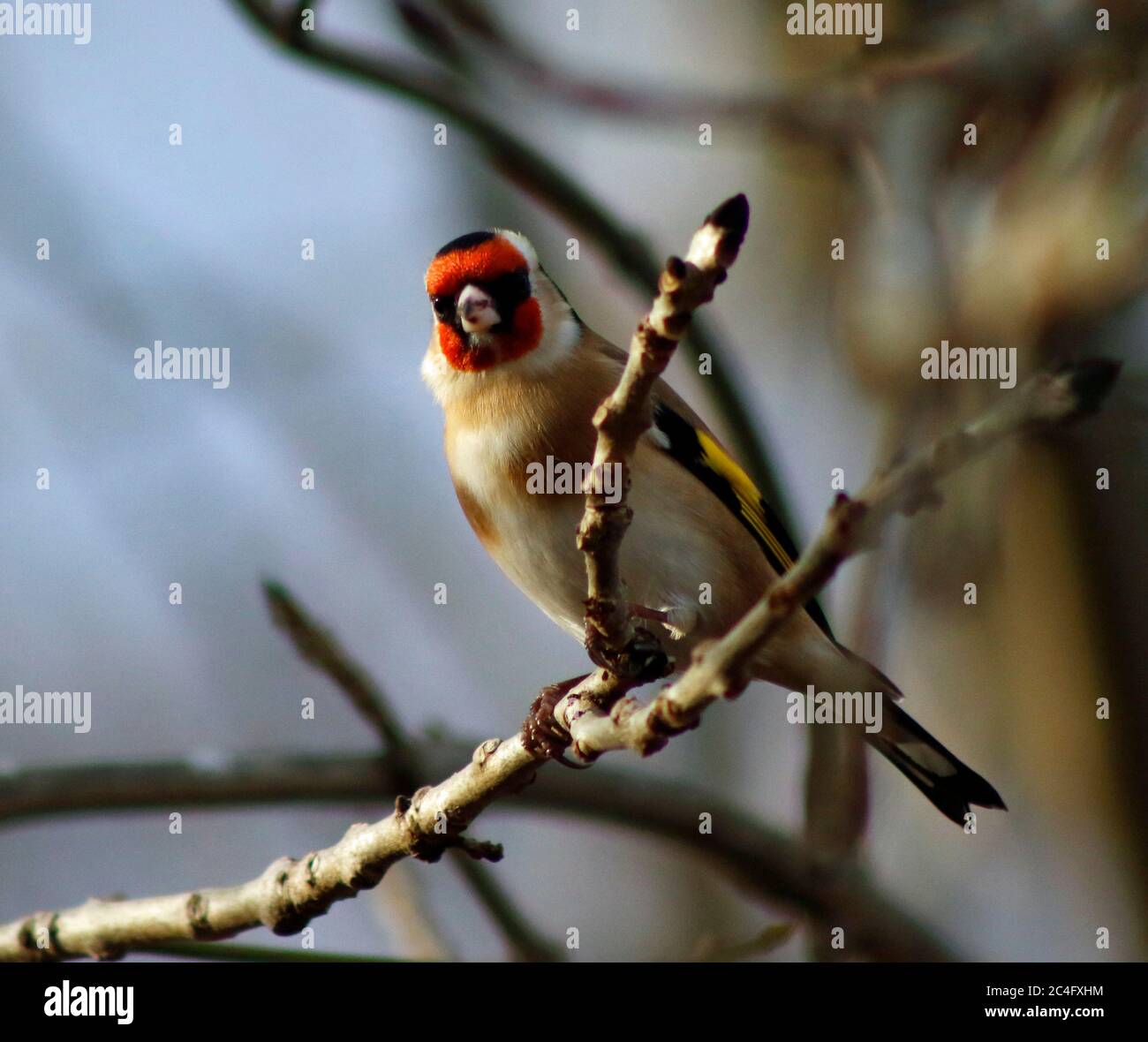 Goldfinch arroccato nei boschi Foto Stock