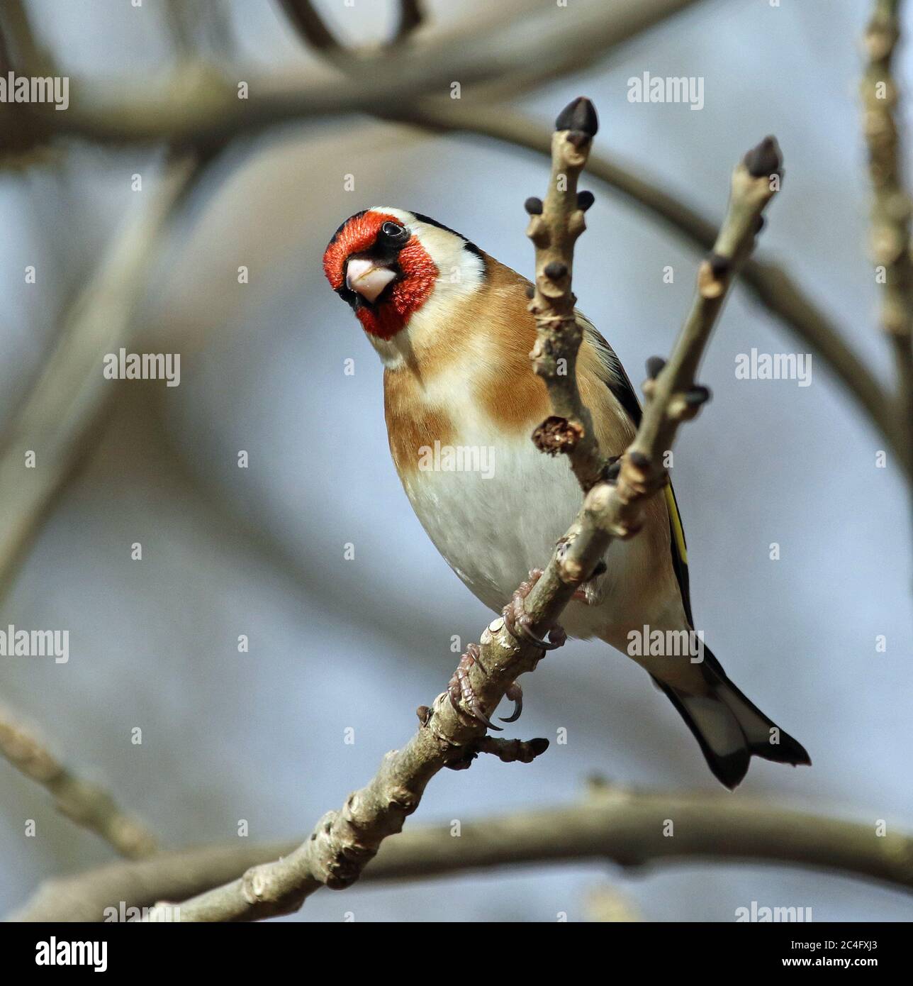 Goldfinch arroccato nei boschi Foto Stock