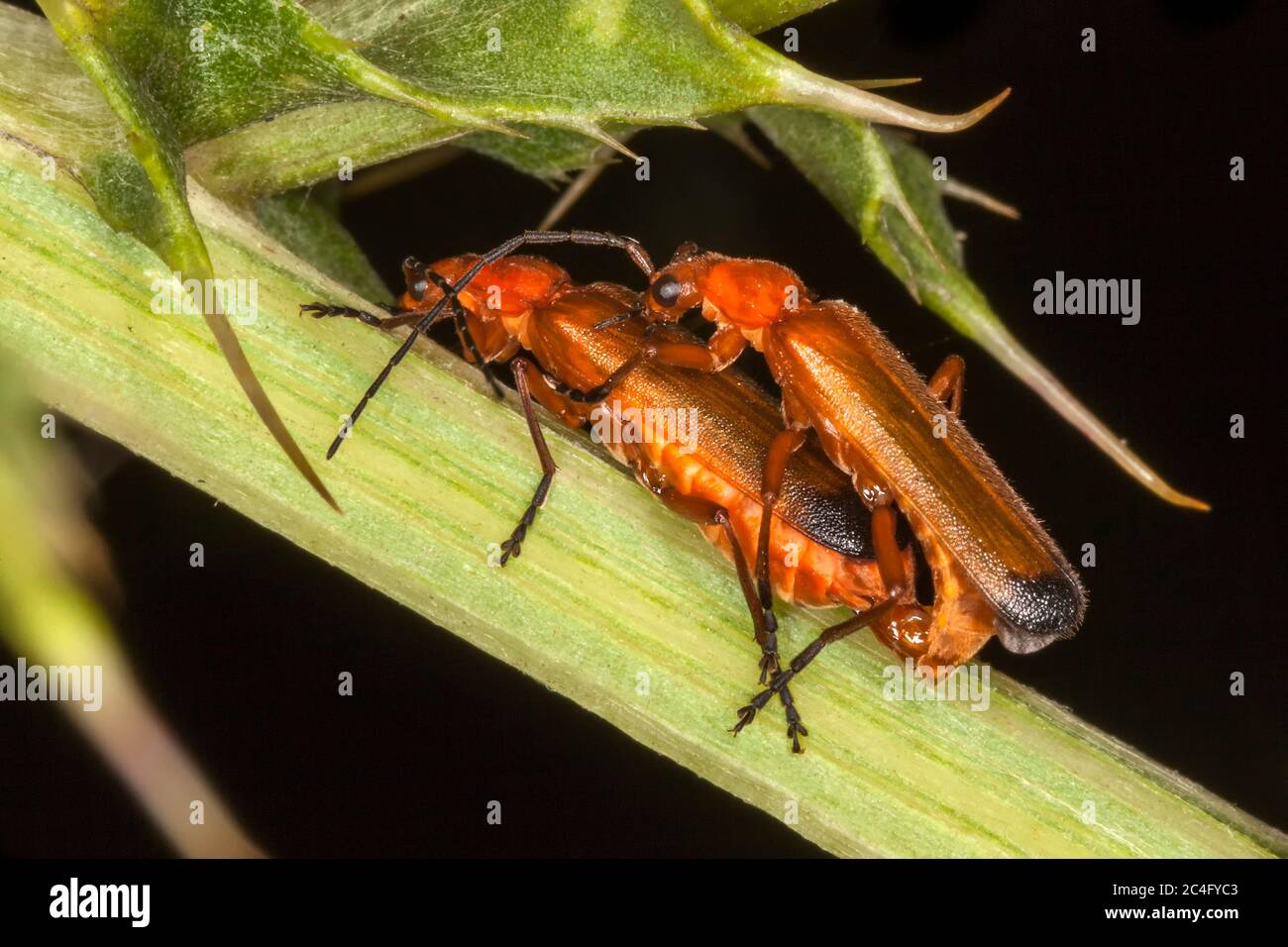 Comune Red Soldier Beetle (Rhagonycha fulva) bug accoppiamento Foto Stock
