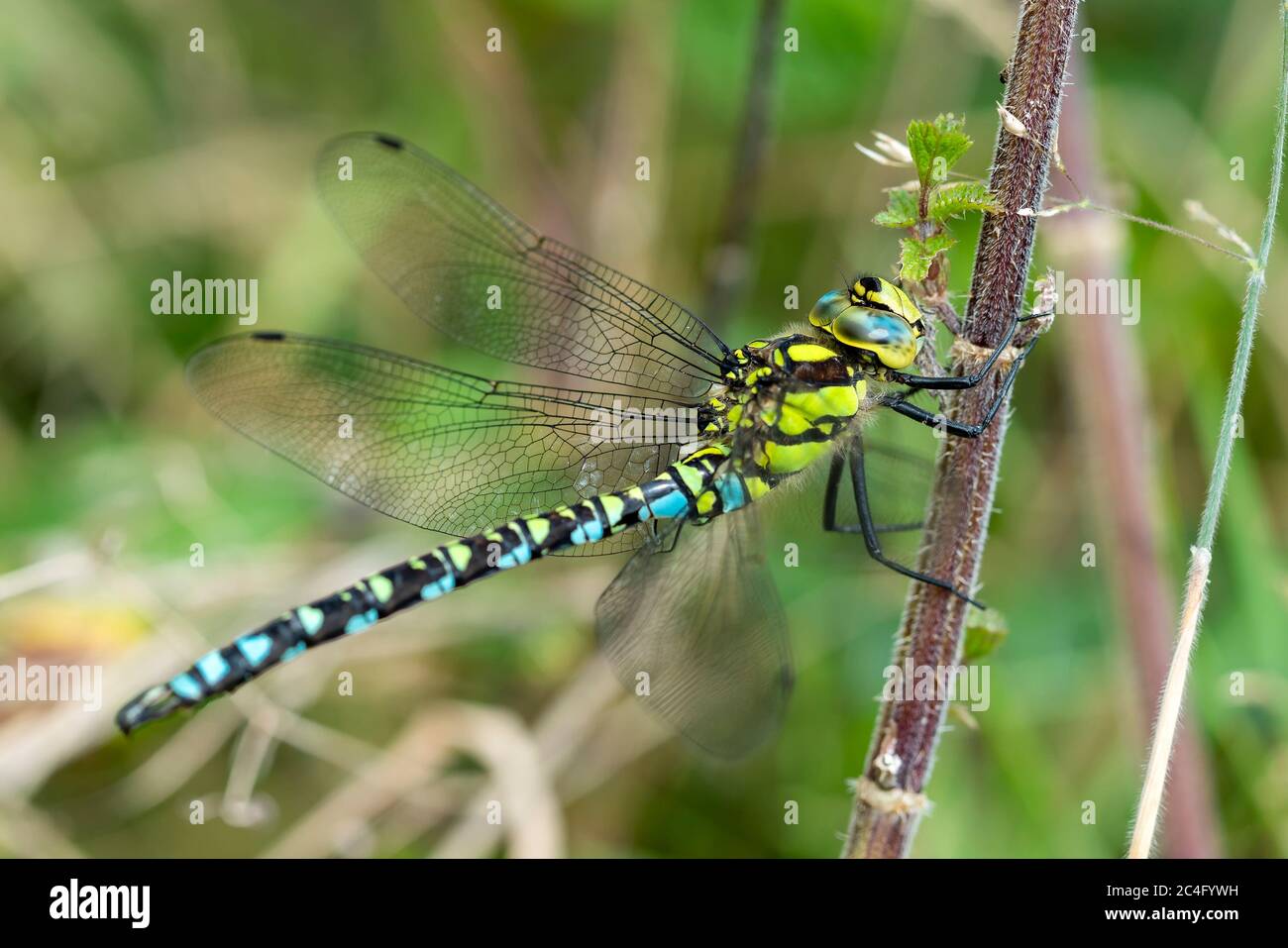 Southern Hawker Dragonfly ( Aeshna cyanea) maschio in autunno Foto Stock