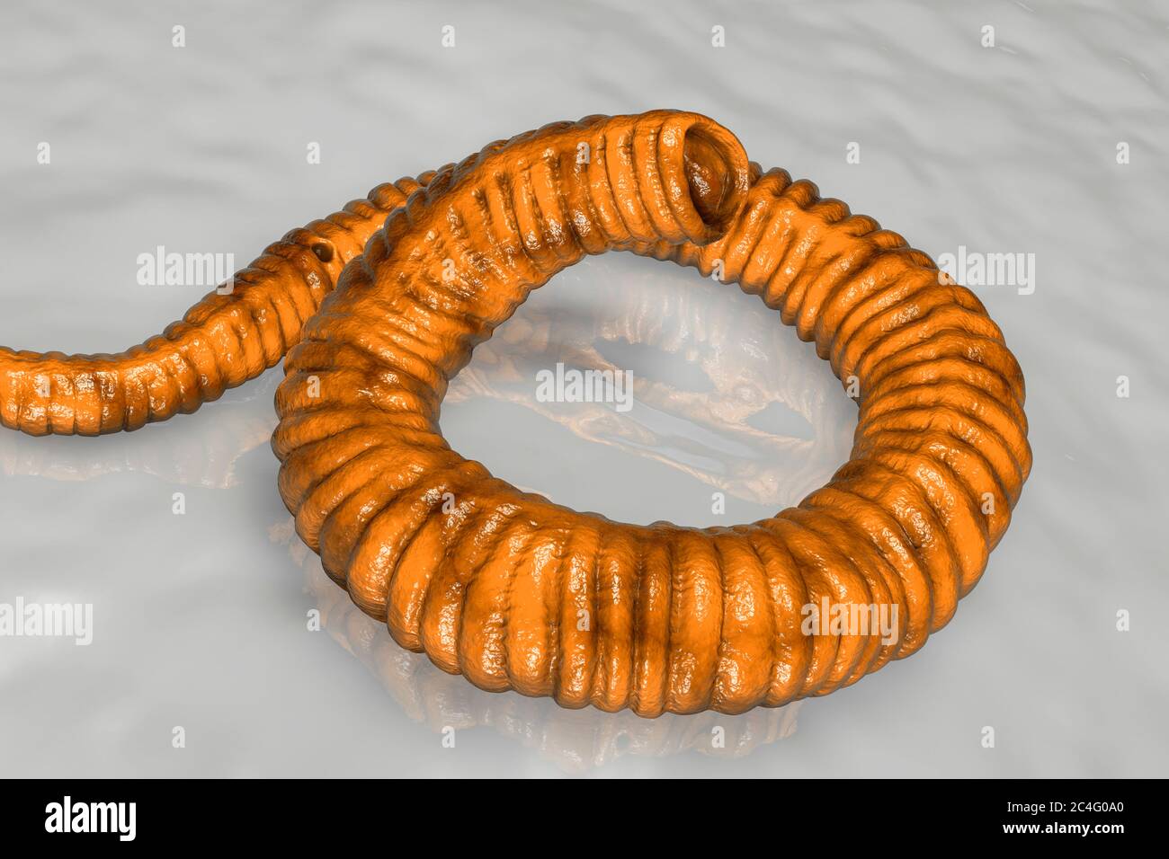 Verme di Guinea (Dracunculus medinensis) larva di primo stadio, illustrazione del computer. Le larve sono escrete da vermi femmine parassitizzanti sotto la pelle delle estremità umane in pazienti con draconcoliosi. Foto Stock