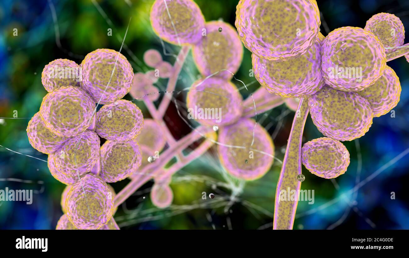 Funghi candida ciferrii immagini e fotografie stock ad alta risoluzione -  Alamy