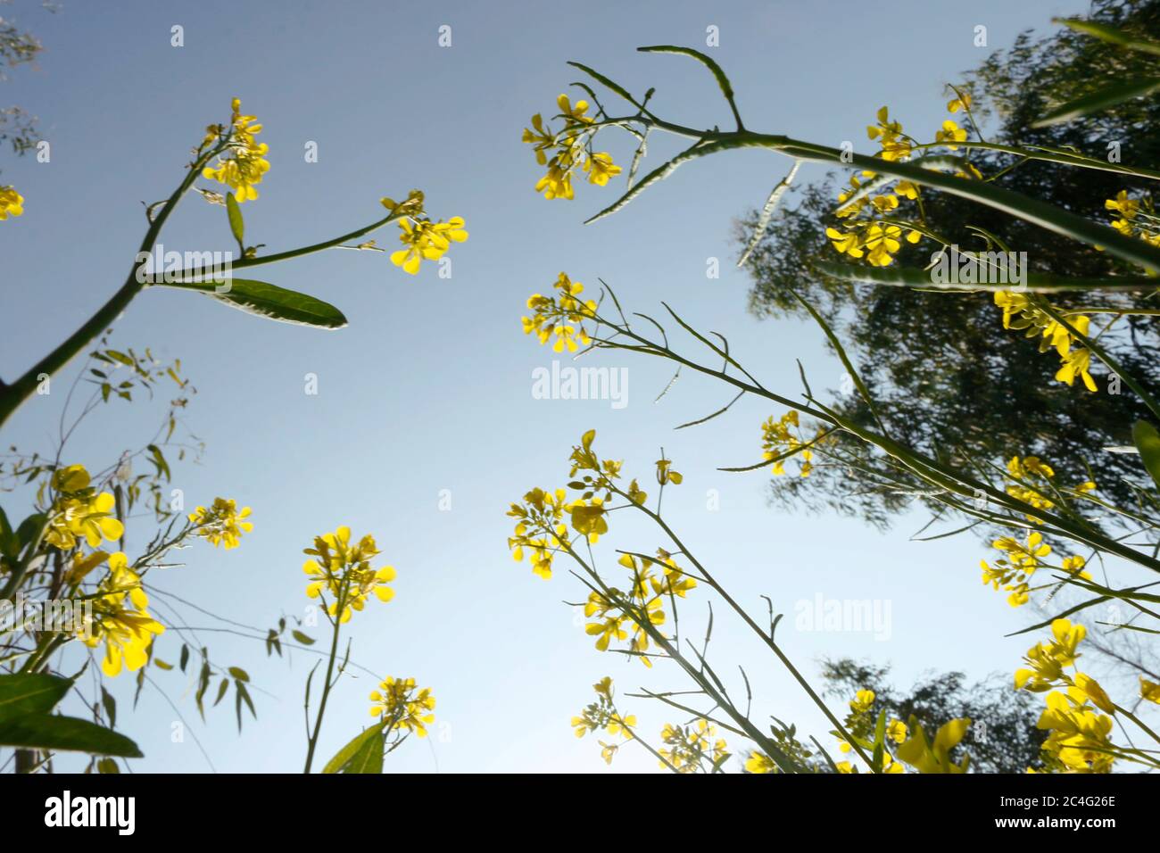 Bellissimi campi di senape con cielo blu Foto Stock