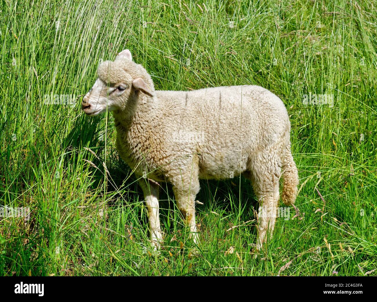 Giovane pecora che si nutre su erba lunga Foto Stock
