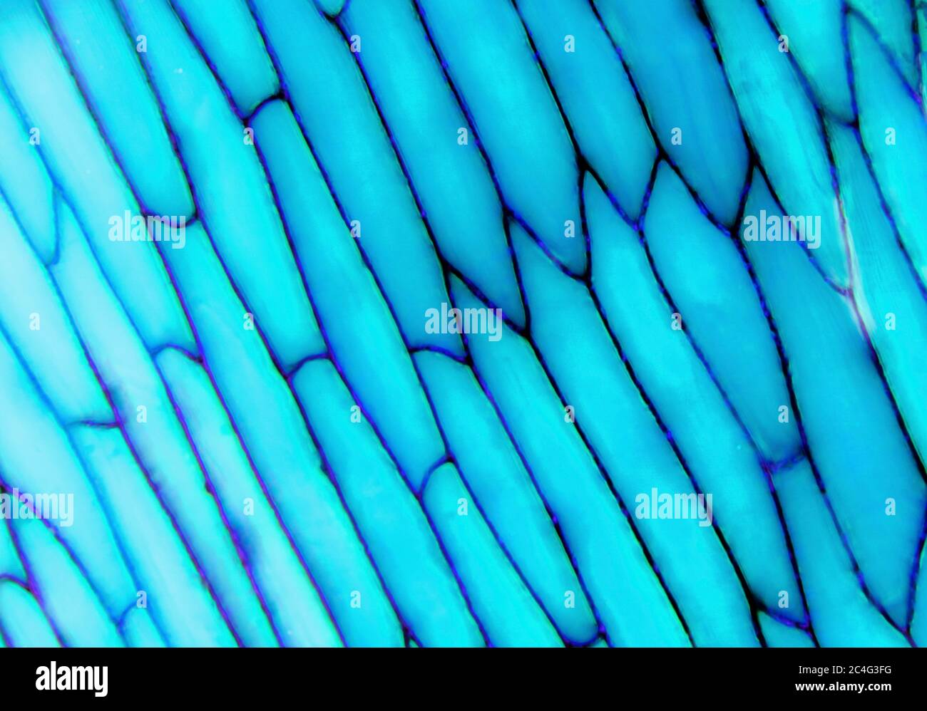 Foto microscopica di cellule di fiori di piante blu illuminate Foto Stock