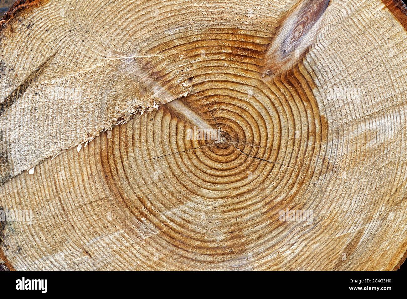 Sezione trasversale di un grande albero, che aveva circa 48 anni quando è abbattuto Foto Stock