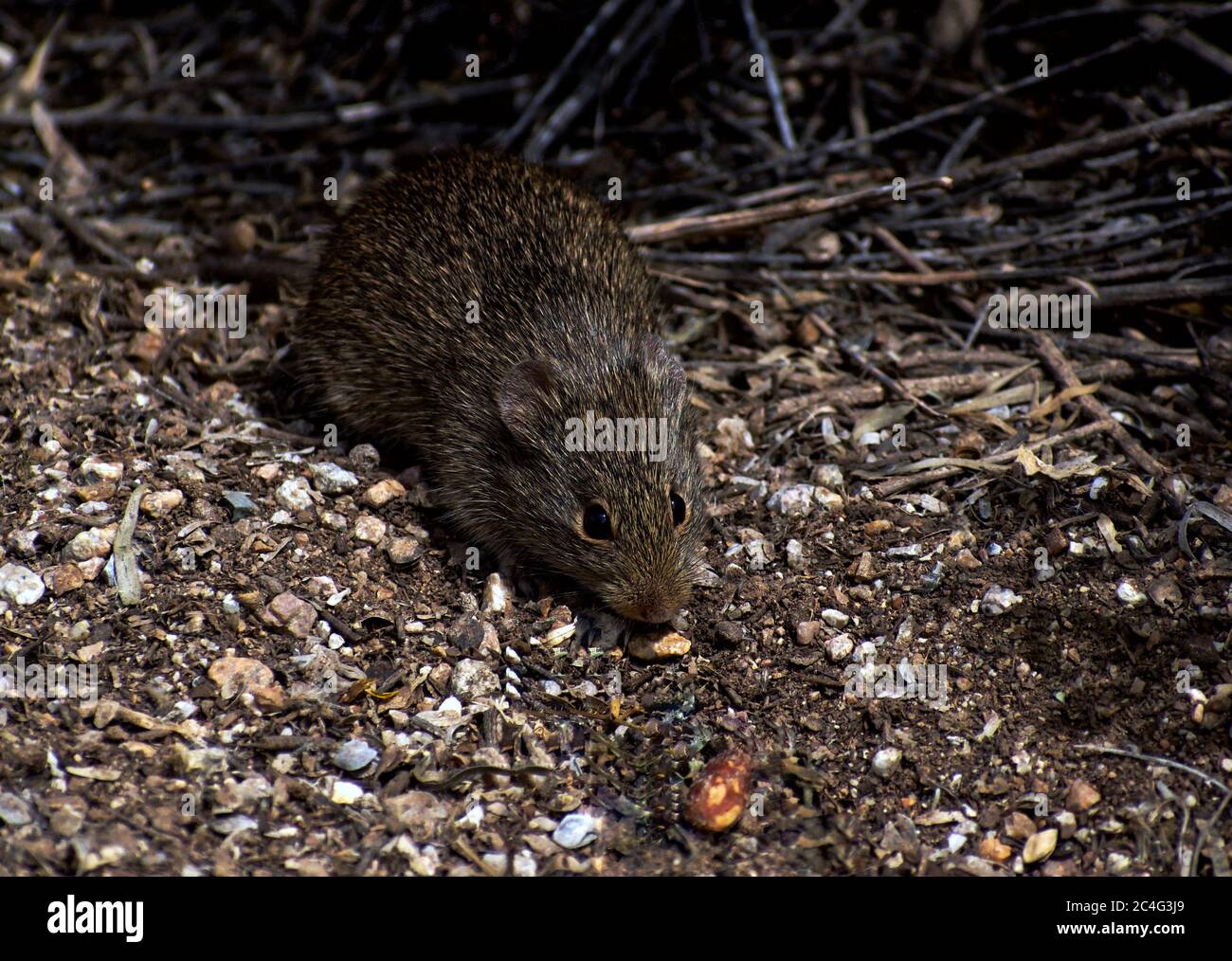 Il Rat di cotone è il destinatario di imprevisto largesse da trovare mandorle Foto Stock