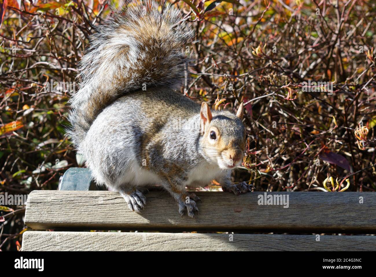 Scoiattolo grigio orientale (Sciurus carolinensis) su una panchina nel parco pubblico Foto Stock