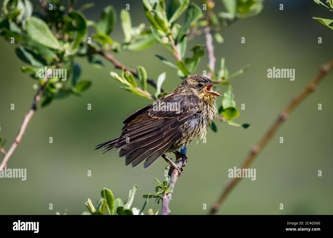 Un giovane uccello nero alato rosso " Agelaius phoeniceus " attende il cibo dai suoi genitori. Foto Stock