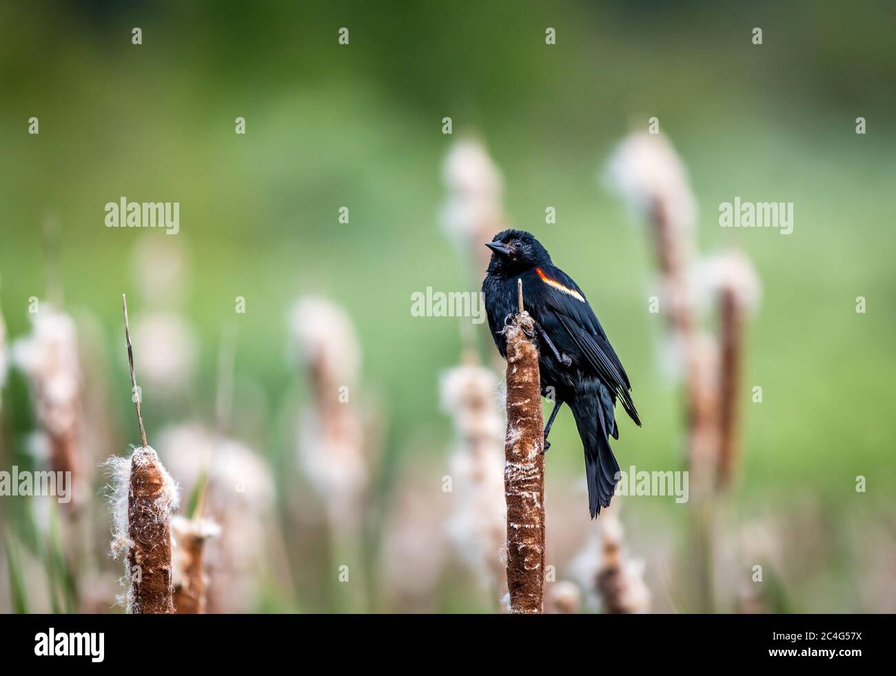 Un uccello nero alato rosso maschio ' Agelaius phoeniceus ' guarda da un perch su una palude. Foto Stock