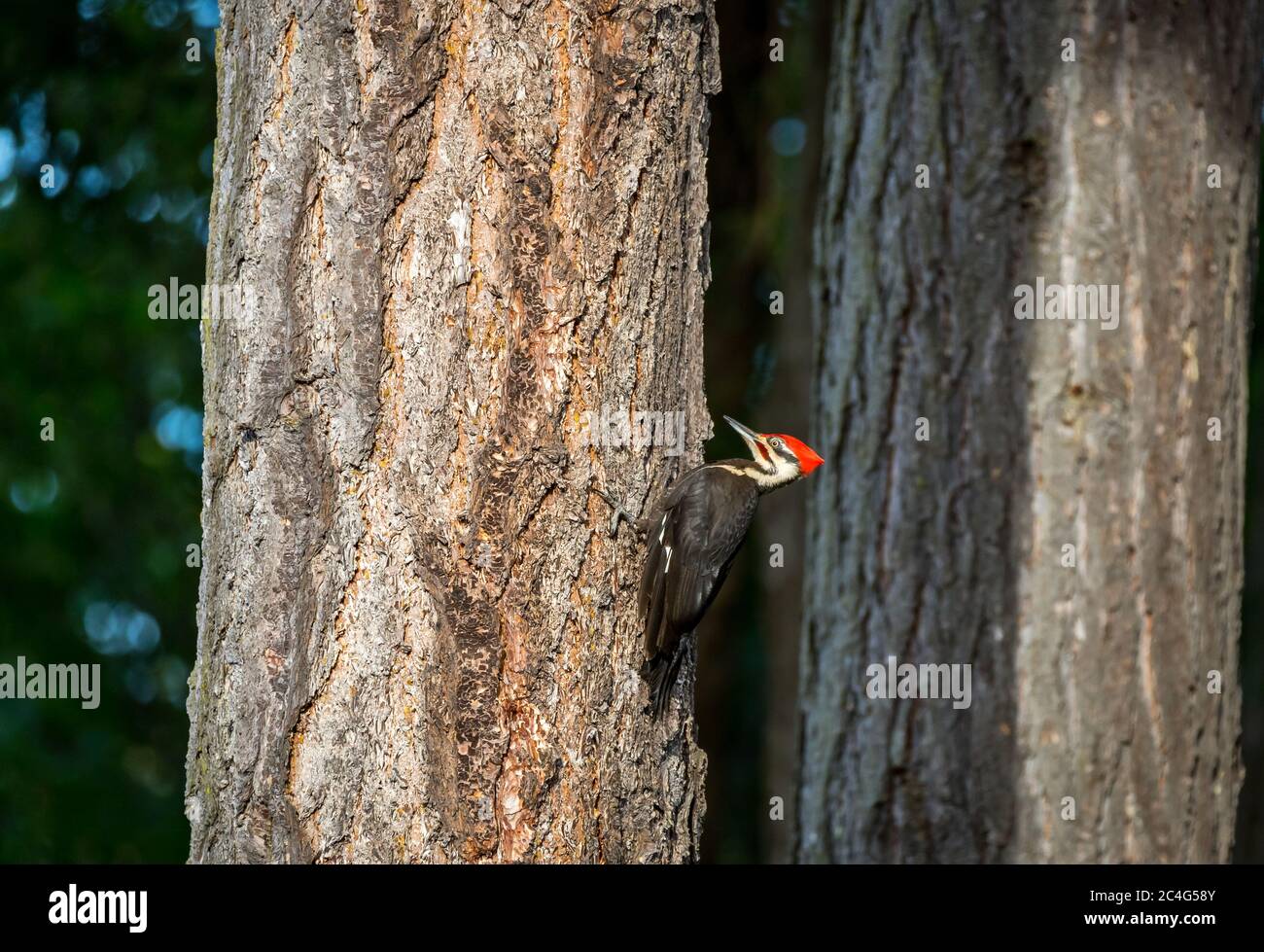 Picchio di legno Pileated ( Hylatomus pileatus ) alla ricerca di cibo sull'isola di Vancouver, Canada. Foto Stock