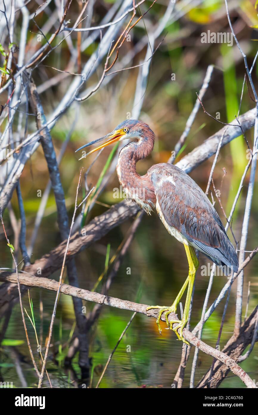 Airone tricolore giovanile (Egretta tricolore) che perching su un ramo di albero. Anhinga. Florida. STATI UNITI Foto Stock