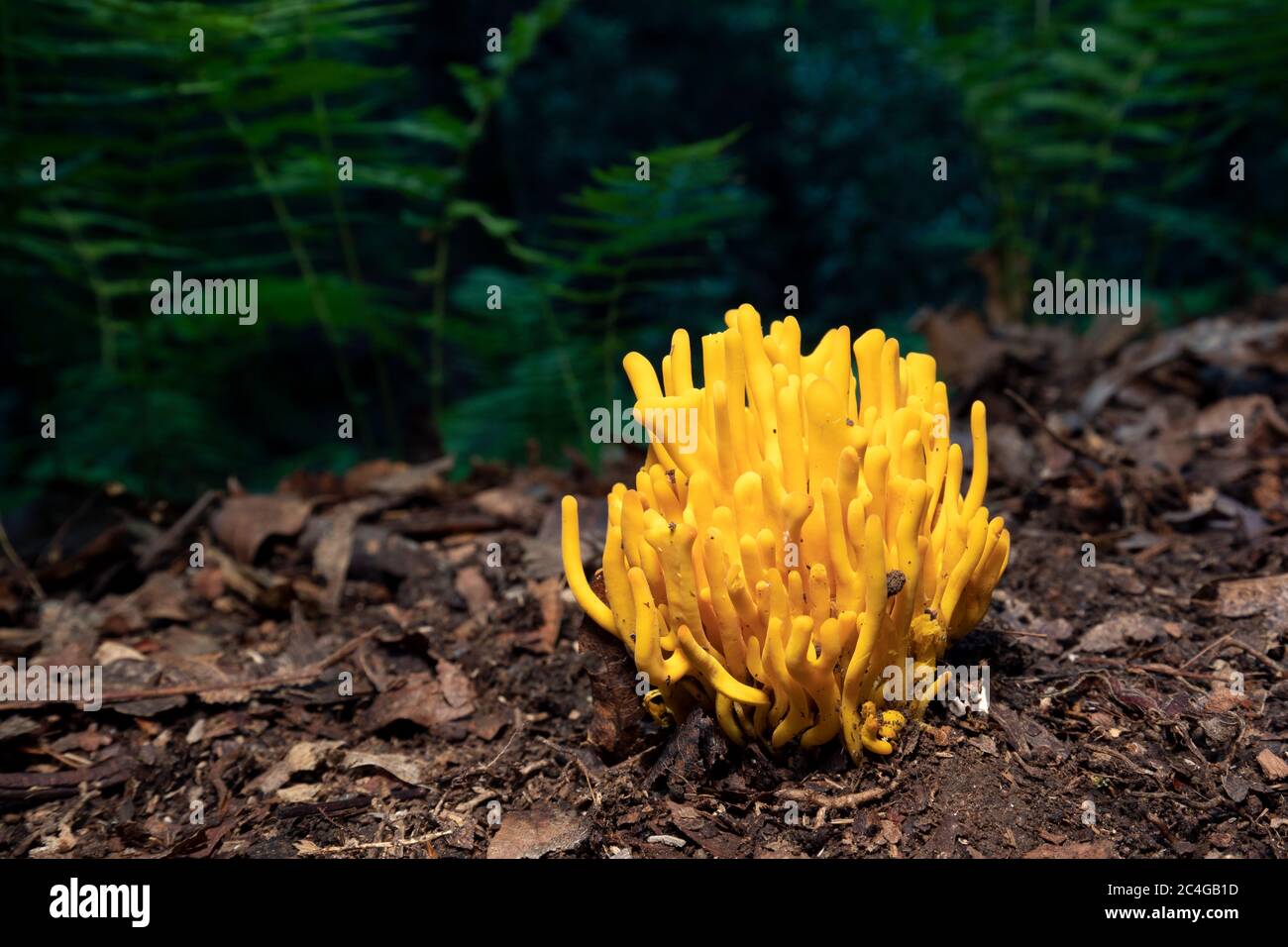 Mandrini d'oro (Clavulinopsis fusiformis) specie di fungo corallino - Brevard, Carolina del Nord, USA Foto Stock