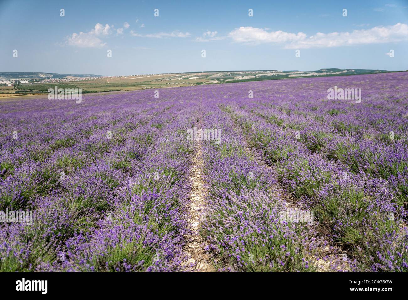 La Violetta fiori di lavanda in campo nella giornata di sole Foto Stock