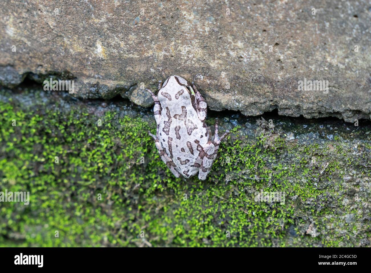 Rana di albero giapponese (Dryophytes japonicus) che si attacca sulla parete, città di Isehara, prefettura di Kanagawa, Giappone Foto Stock