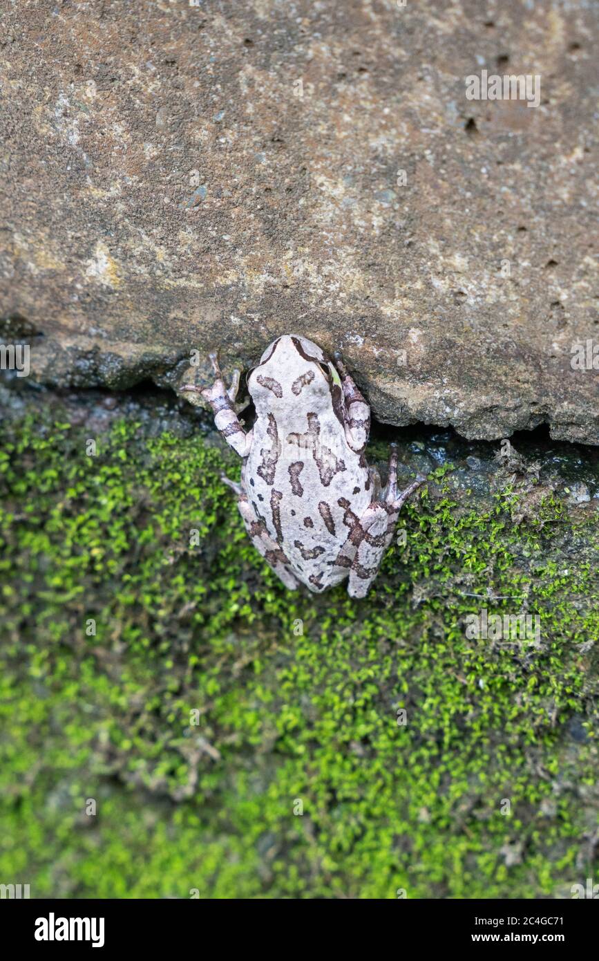 Rana di albero giapponese (Dryophytes japonicus) che si attacca sulla parete, città di Isehara, prefettura di Kanagawa, Giappone Foto Stock