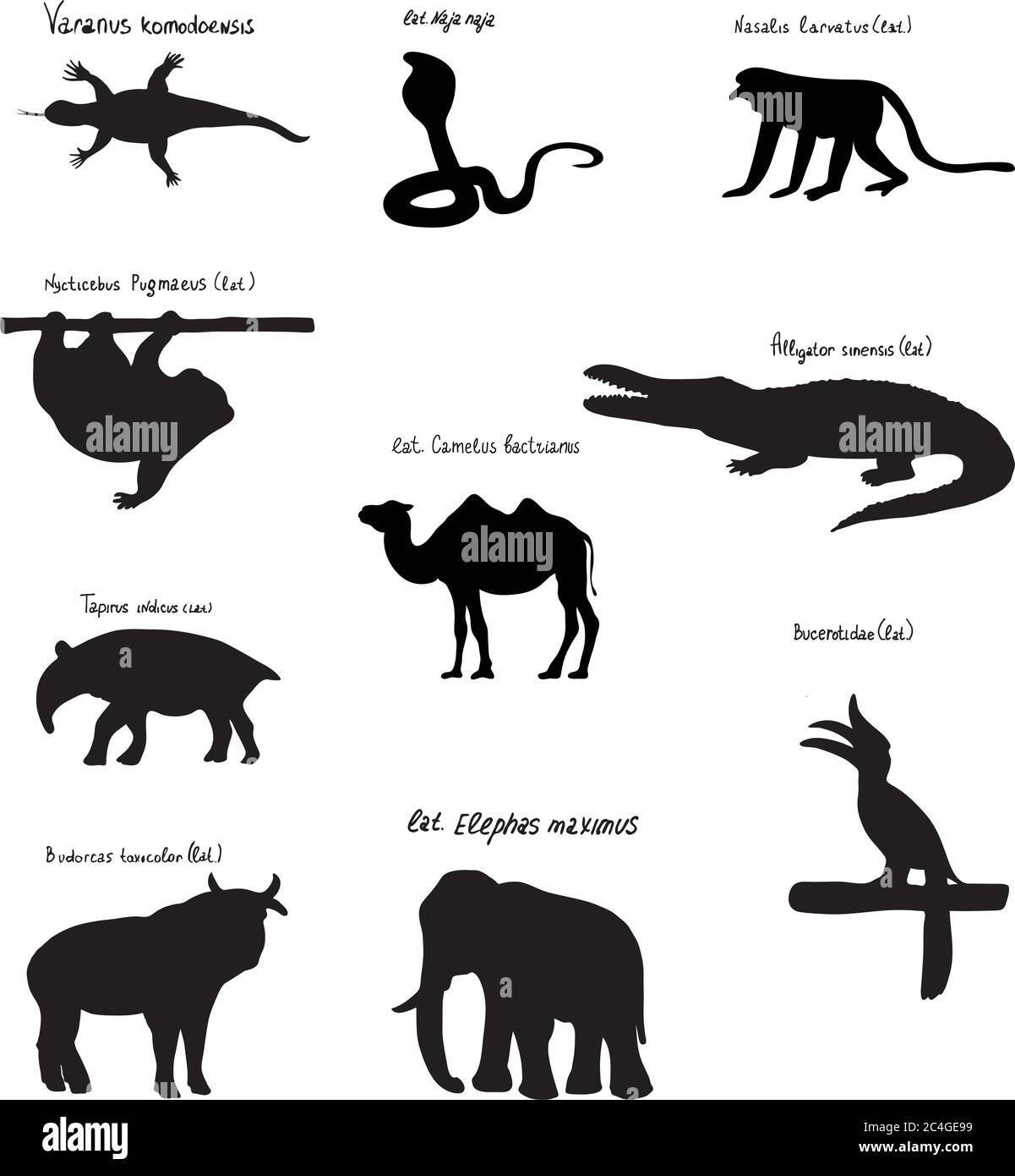 Set di sagome di animali e uccelli dell'Asia. Cammello, coccodrillo, scimmia Nosach, tapiro, lucertola, Cobra, elefante, ecc. Illustrazione Vettoriale