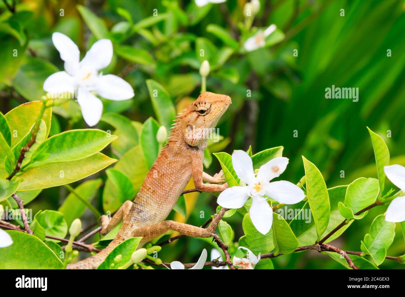 Oriental Garden Lizard tra fiori bianchi su un cespuglio, Phuket, Thailandia Foto Stock