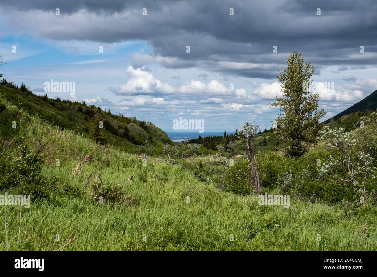 Erbe alte riempiono la valle una volta che gli alberi si assottigliano fuori Foto Stock