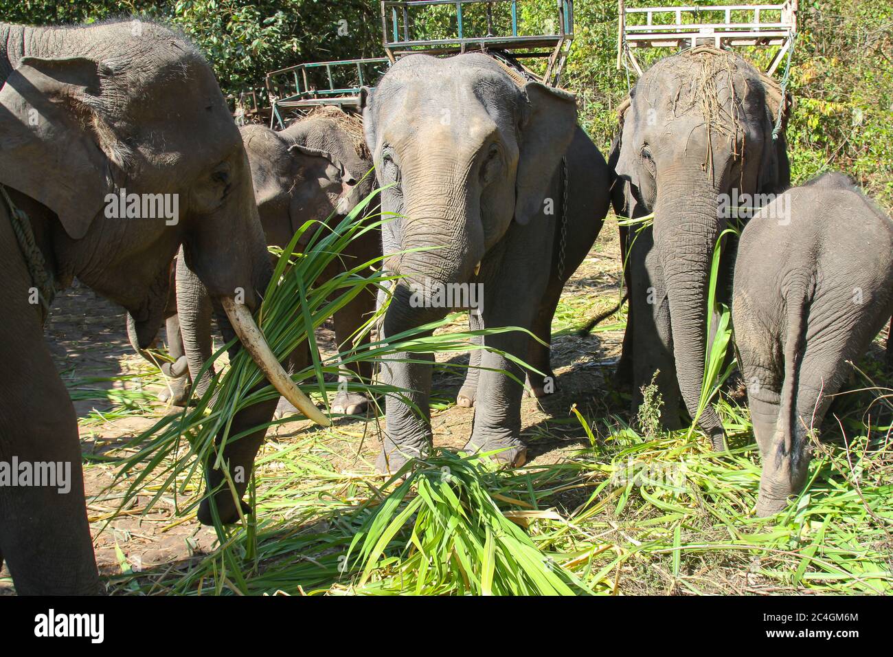 Un gruppo di elefanti thailandesi, alcuni con selle, che si levano insieme alimentando l'erba Foto Stock