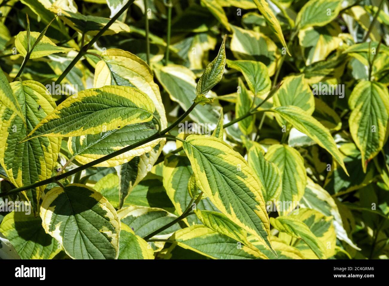 Dogwood rosso di legno di osier Cornus alba 'hedgerows Gold' Foto Stock
