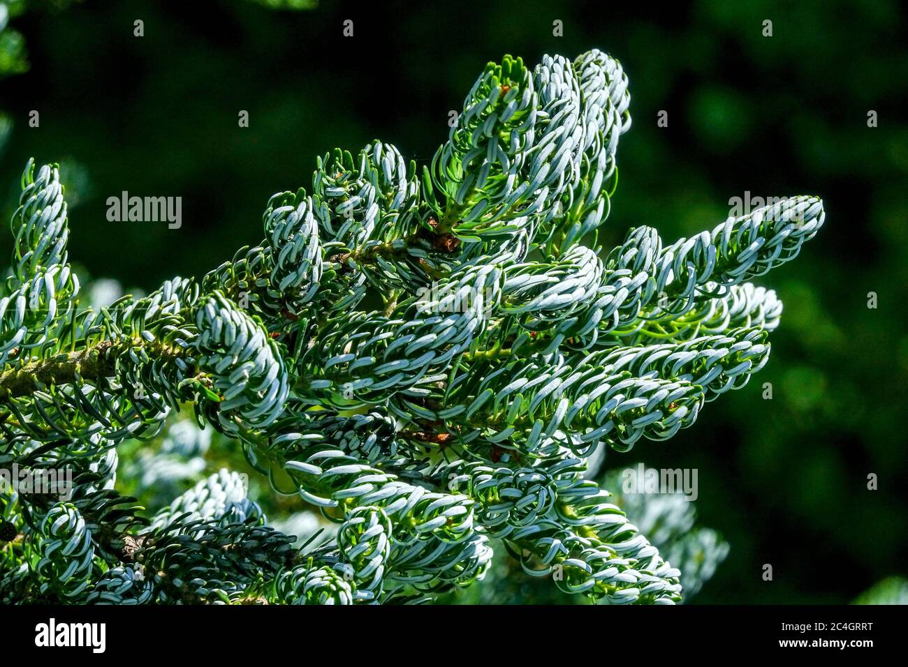 Abies koreana 'silberlocke' Abete Coreano Foto Stock