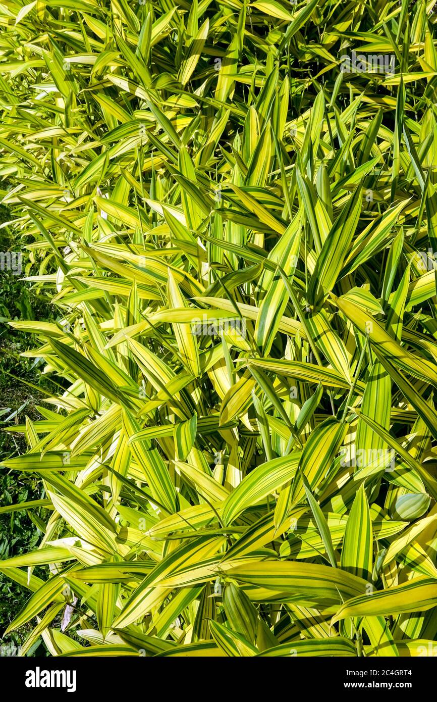 Porciglione Verde Bamboo Pleioblastus viridistriatus Auricoma Foto Stock