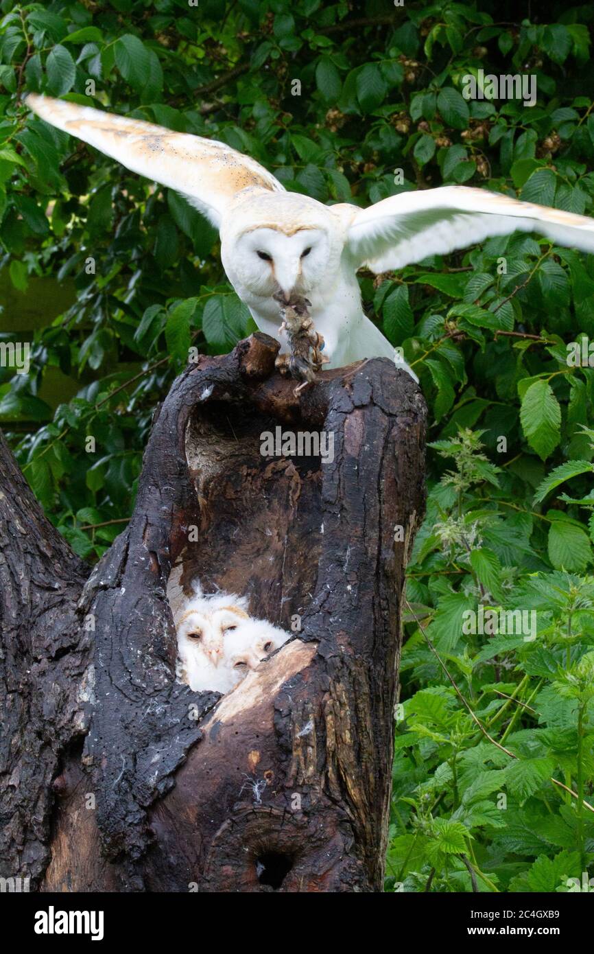 Gufo di fienile (Typto Alba) Foto Stock