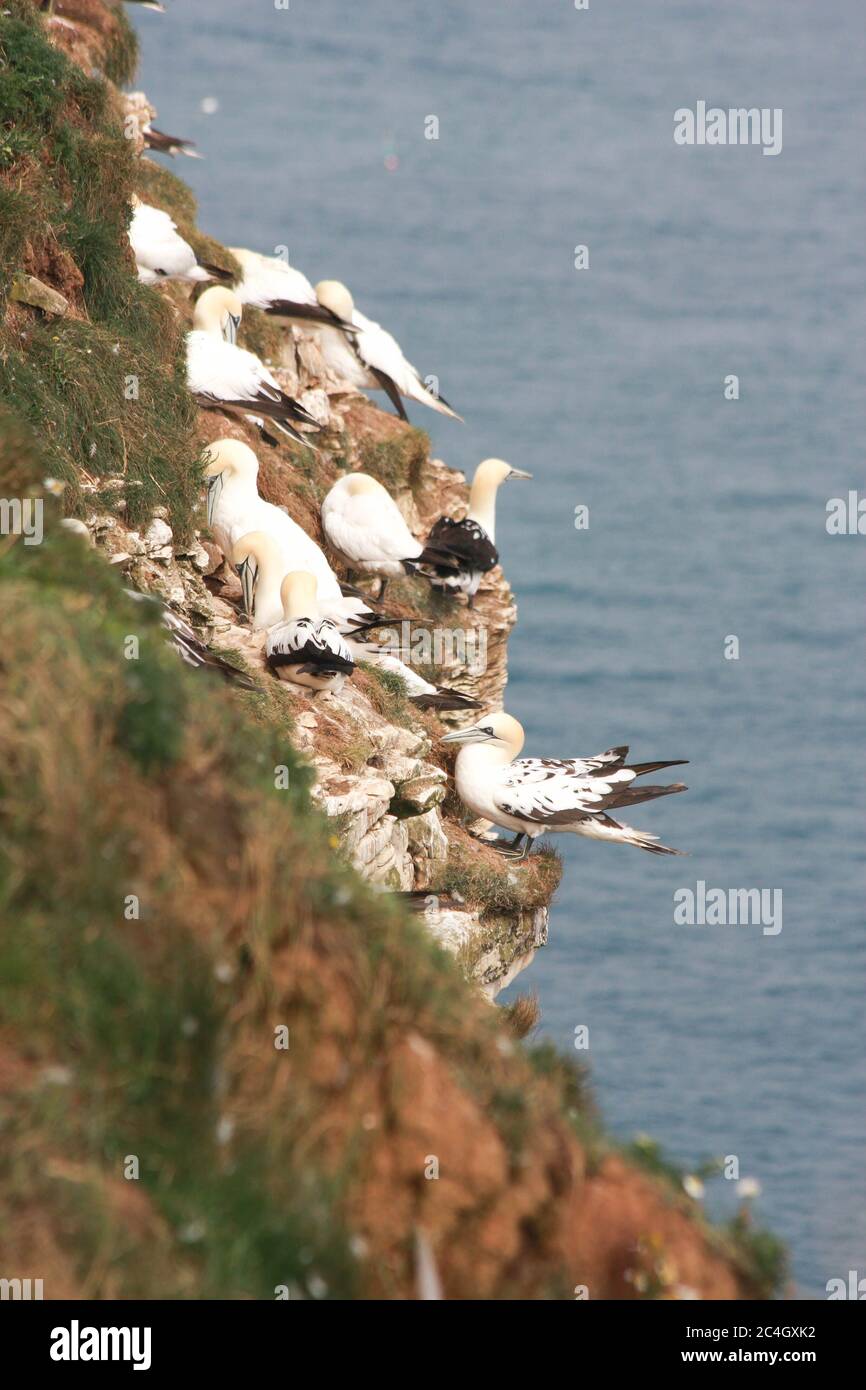 Gannet (Morus Bassanus) Foto Stock