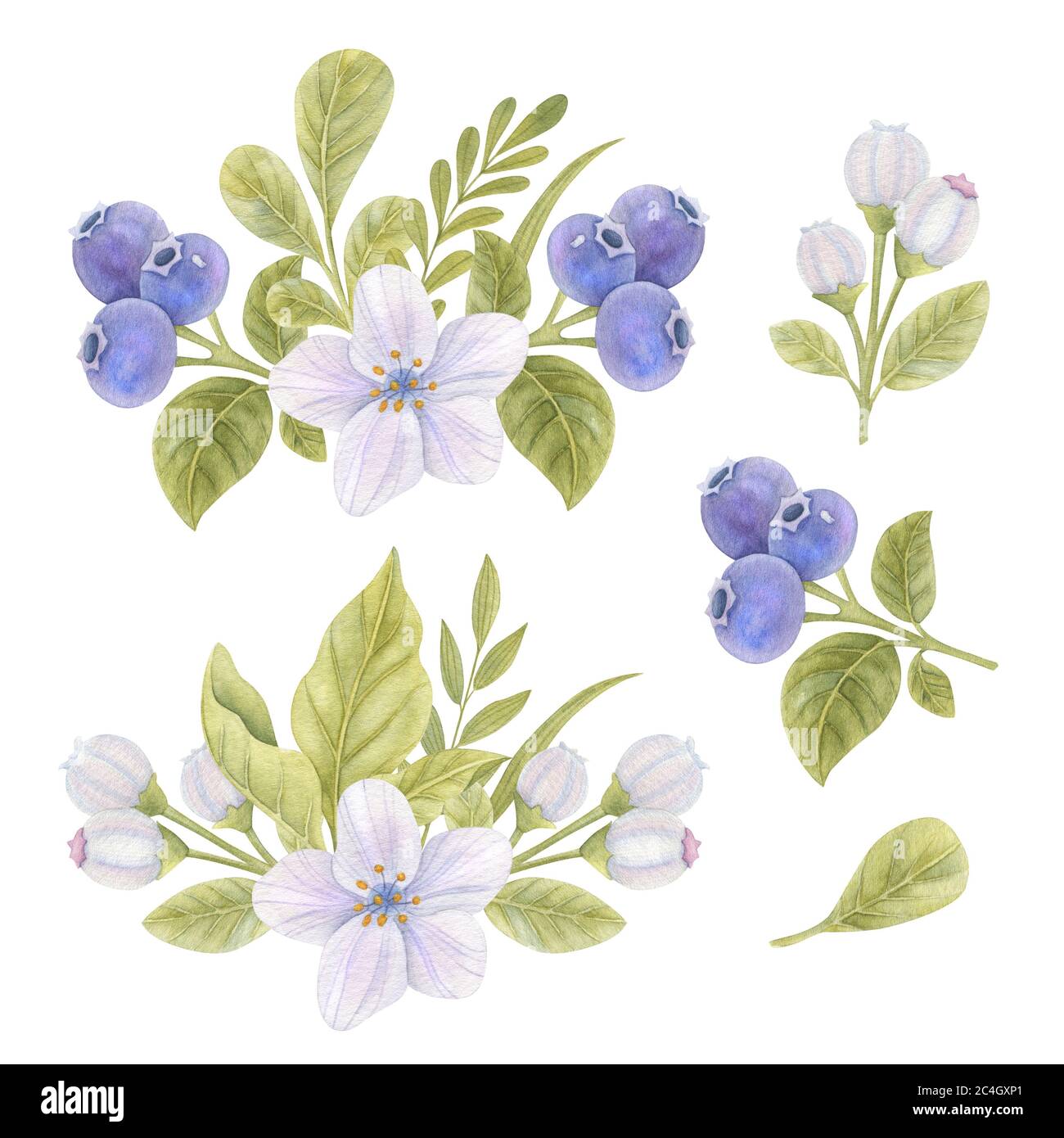 Set di composizioni floreali acquerello con mirtilli, fiori e foglie su sfondo chiaro. Immagine acquerello brillante. Foto Stock