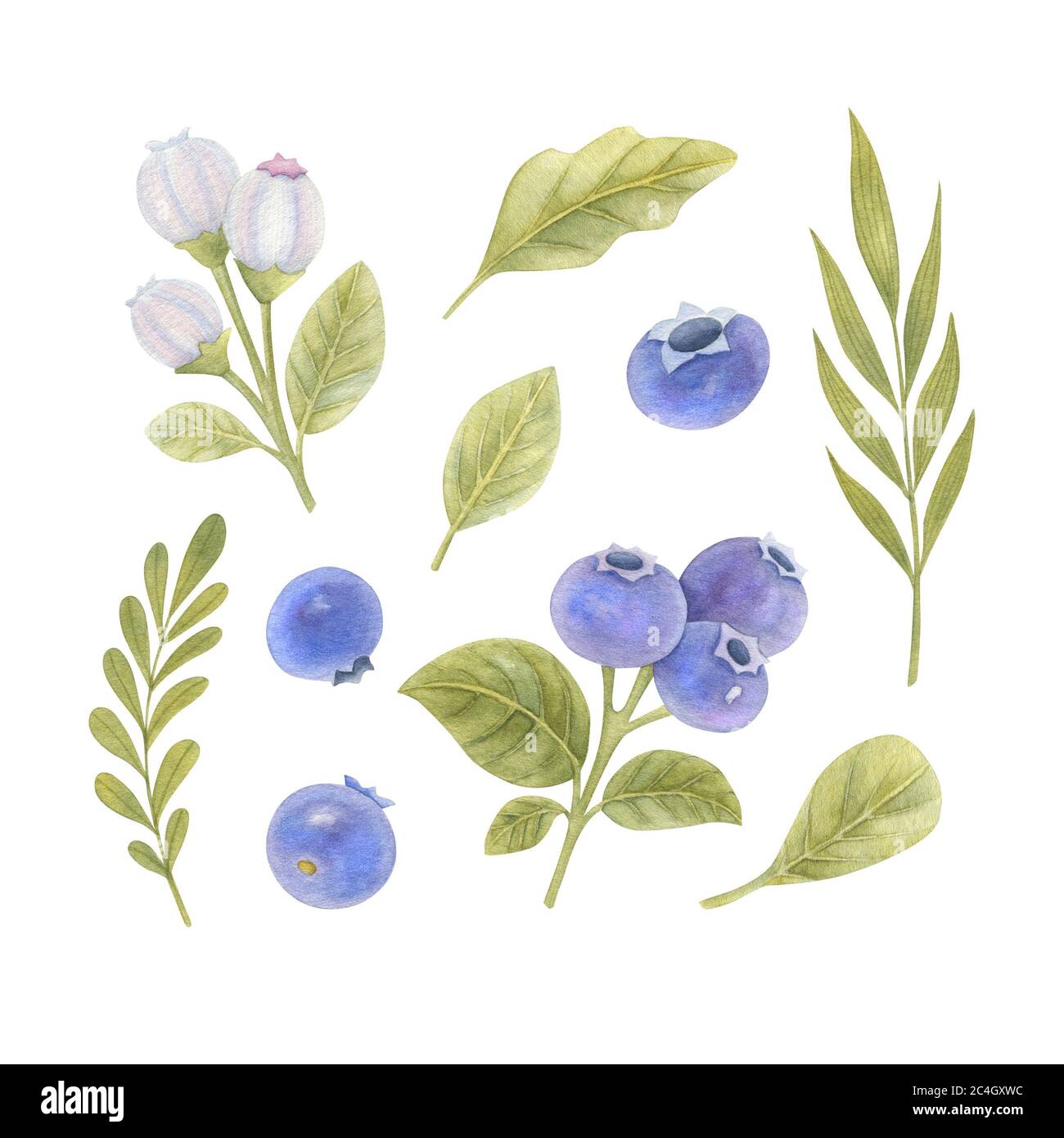 Set di mirtilli, fiori e foglie su sfondo chiaro. Brillante illustrazione floreale acquerello. Foto Stock
