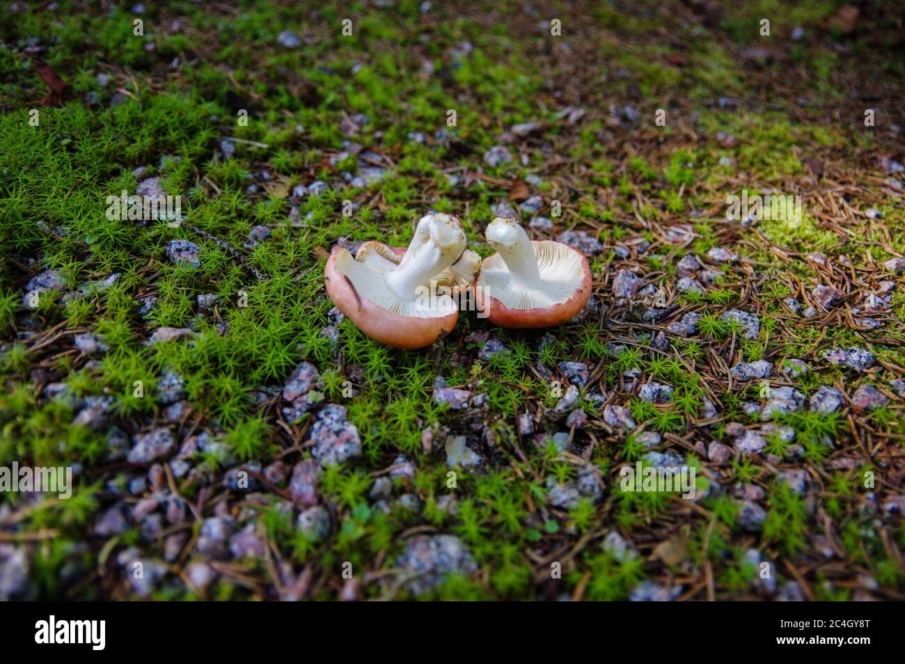 2 funghi rosa con branchie bianche capovolte su terreno forestale Foto Stock