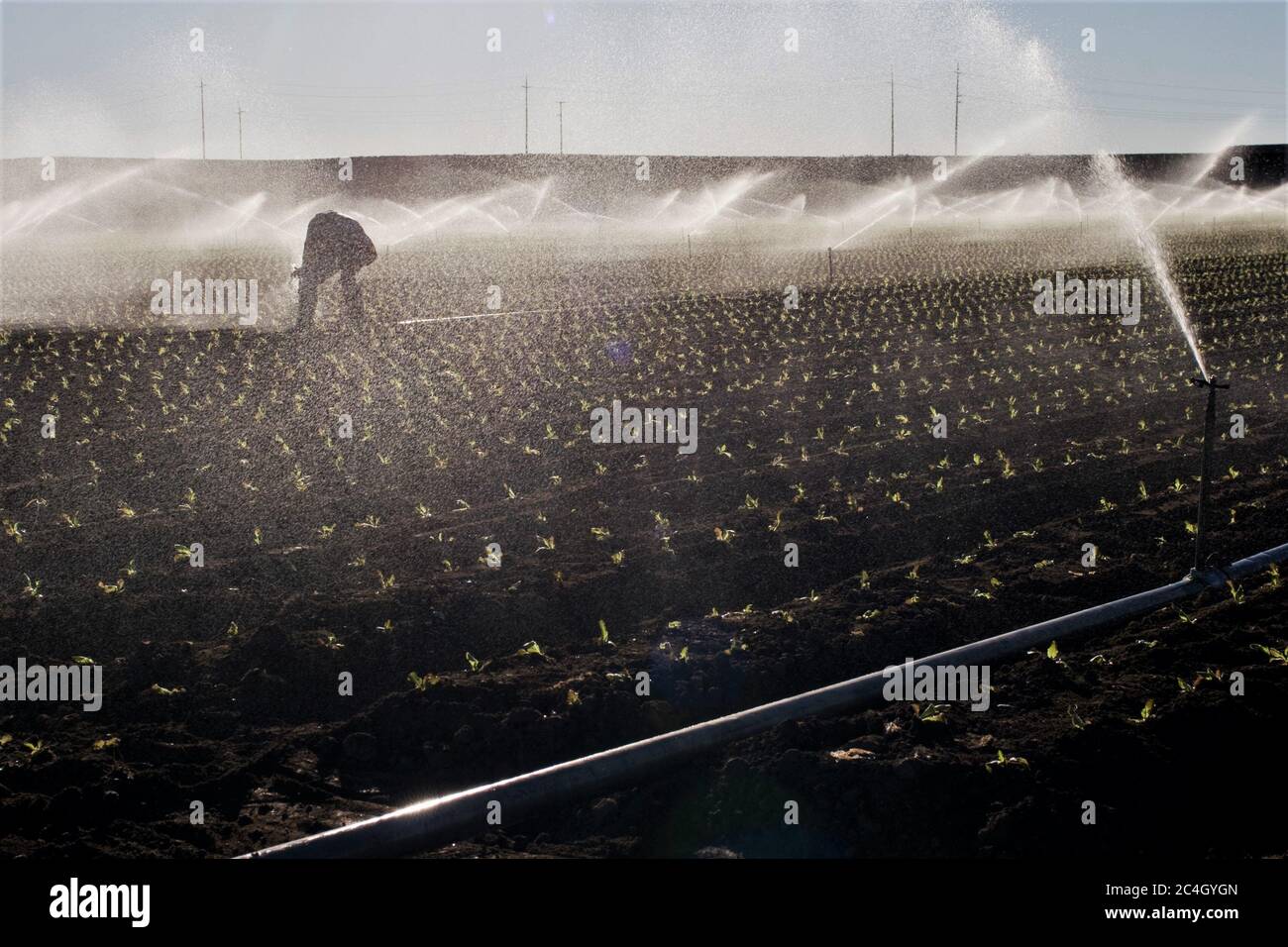Farm Day lavoratore di lavoro per la fissazione di spruzzatori d'acqua nel campo di nuova piantagione di lattuga, lavoro a mano da parte dell'uomo messicano durante la siccità per alimentare l'America Foto Stock