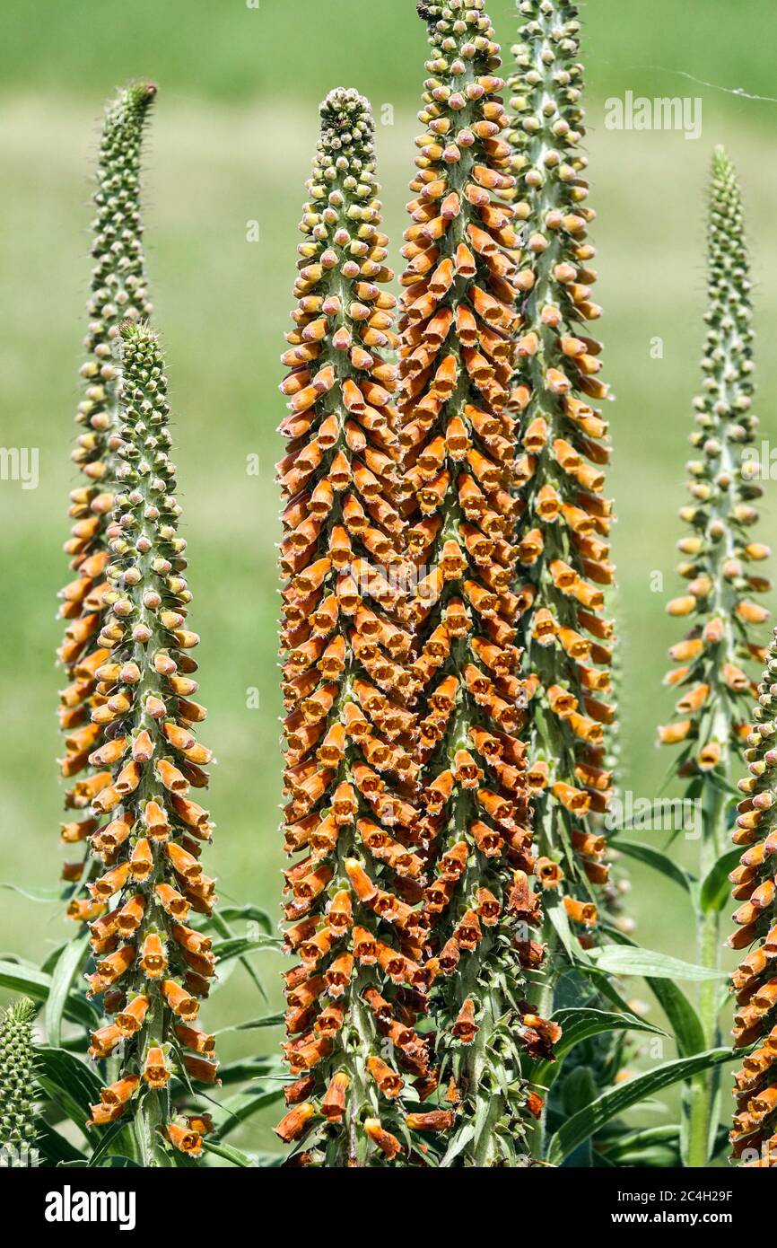 Foxglove Digitalis parviflora Foto Stock