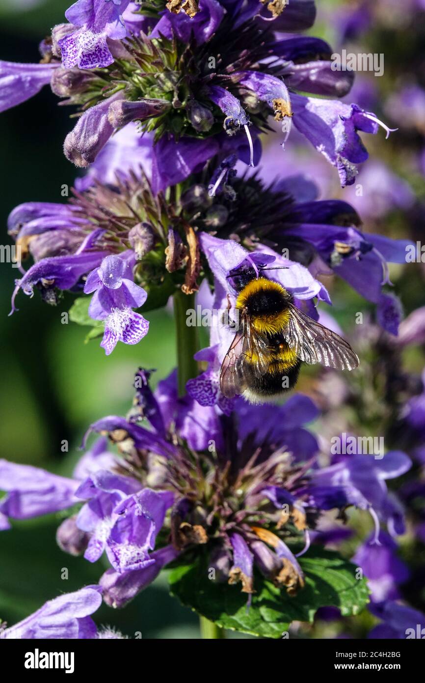 Bumblebee su fiore Nepeta subsessilis 'Laufen' Foto Stock