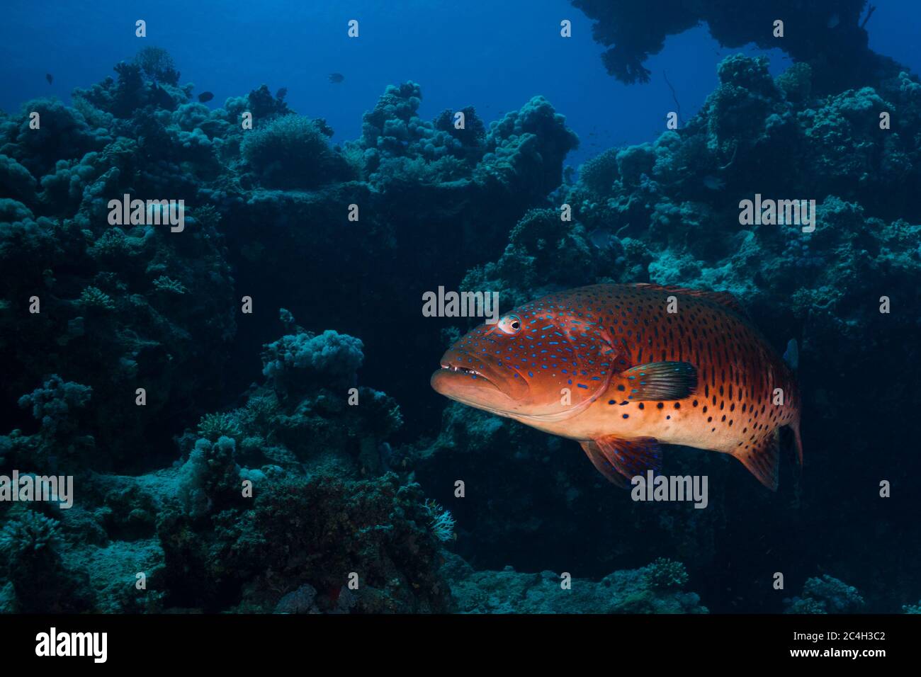 Un grande coralligroer del Mar Rosso (Plettropomus pessuliferus) Foto Stock